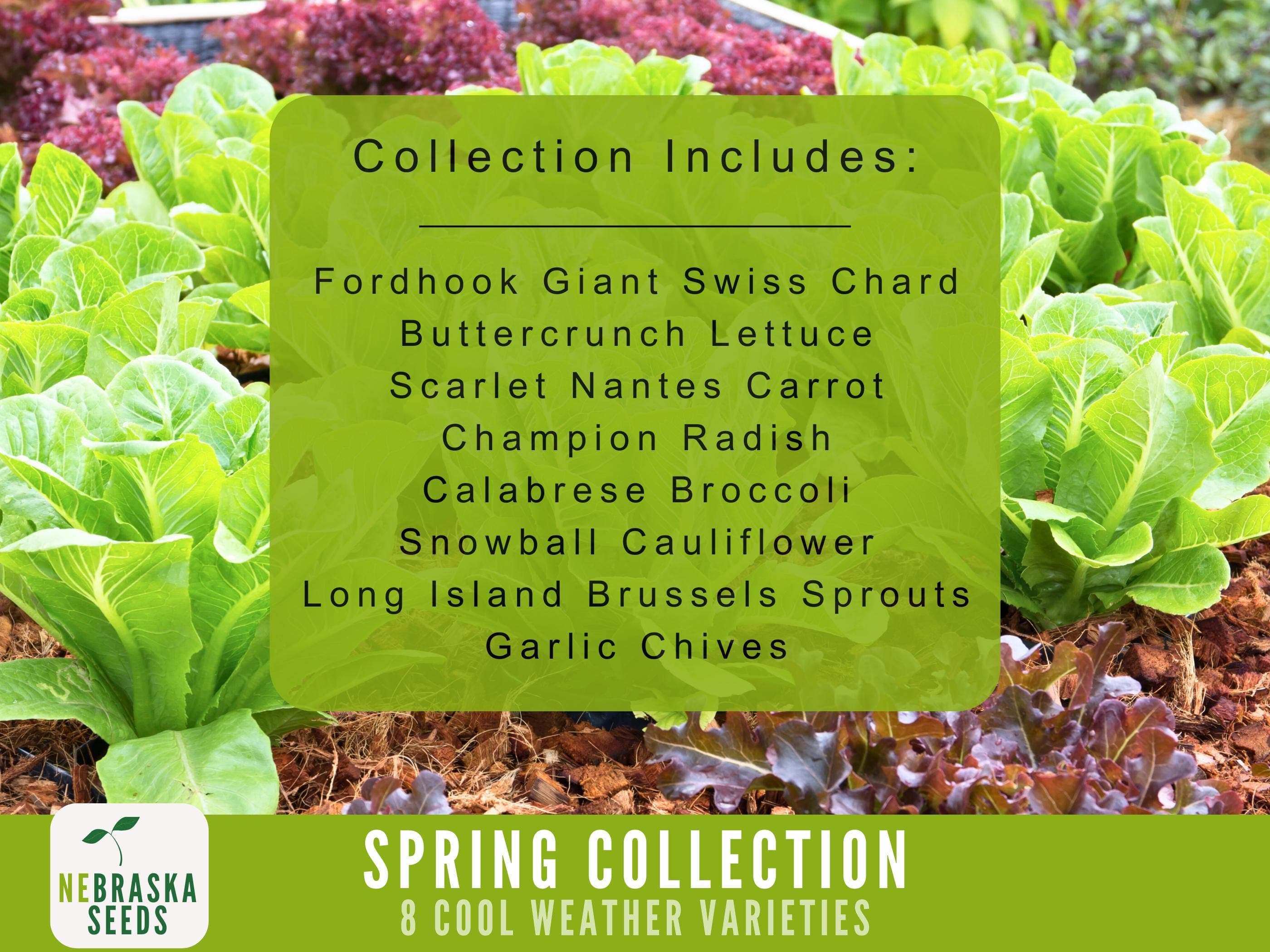 Cool Weather Seed Collection - 8 Heirloom Vegetable and Herb Seeds Perfect for Planting a Spring or Fall Garden! - image 3