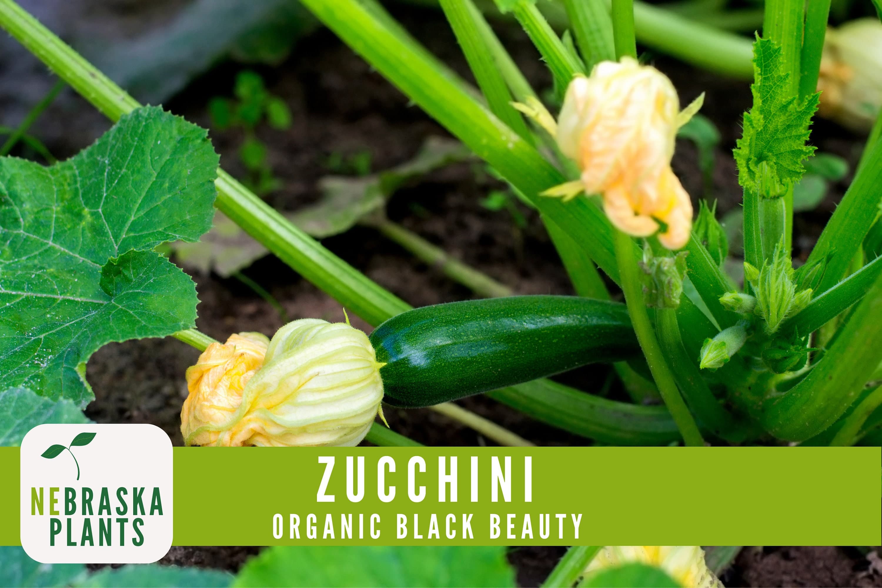 Organic Zucchini Seeds - Black Beauty Zucchini - Heirloom Summer Squash Seeds - image 4