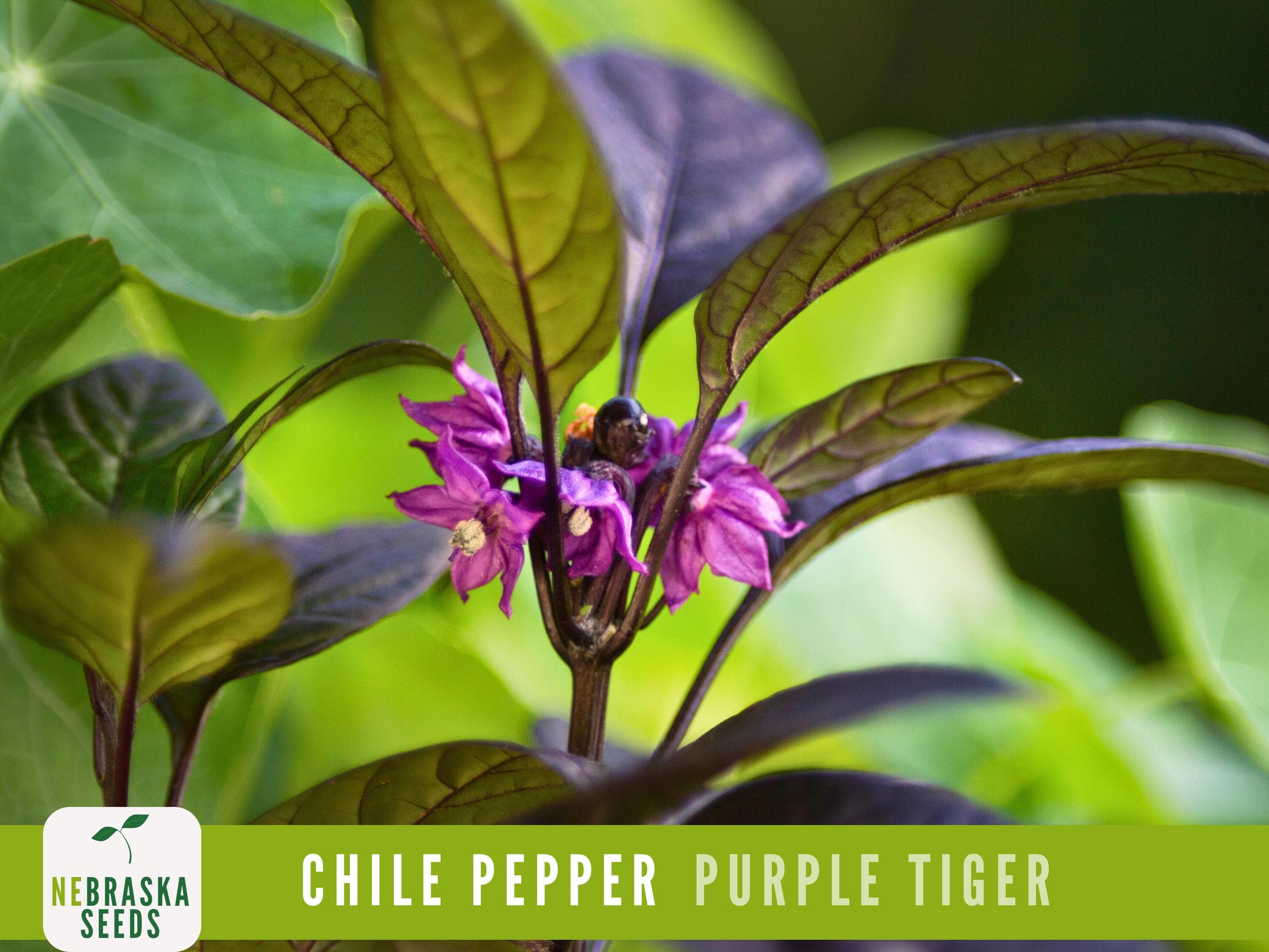 Close-up of a Purple Tiger chili plant with compact growth and colorful foliage.