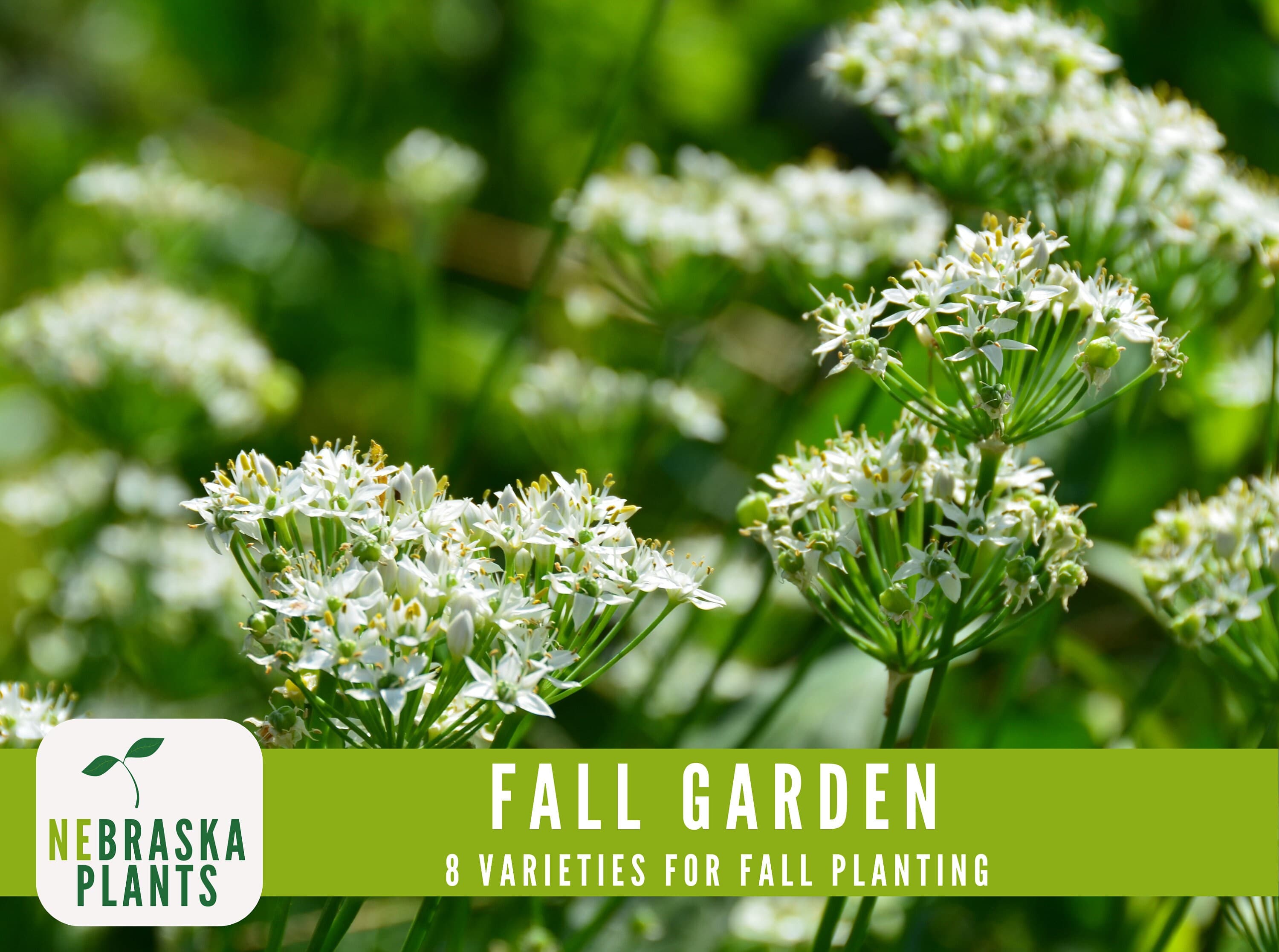 Cool weather vegetable seed collection, ideal for planting in fall or spring gardens - garlic chives seeds