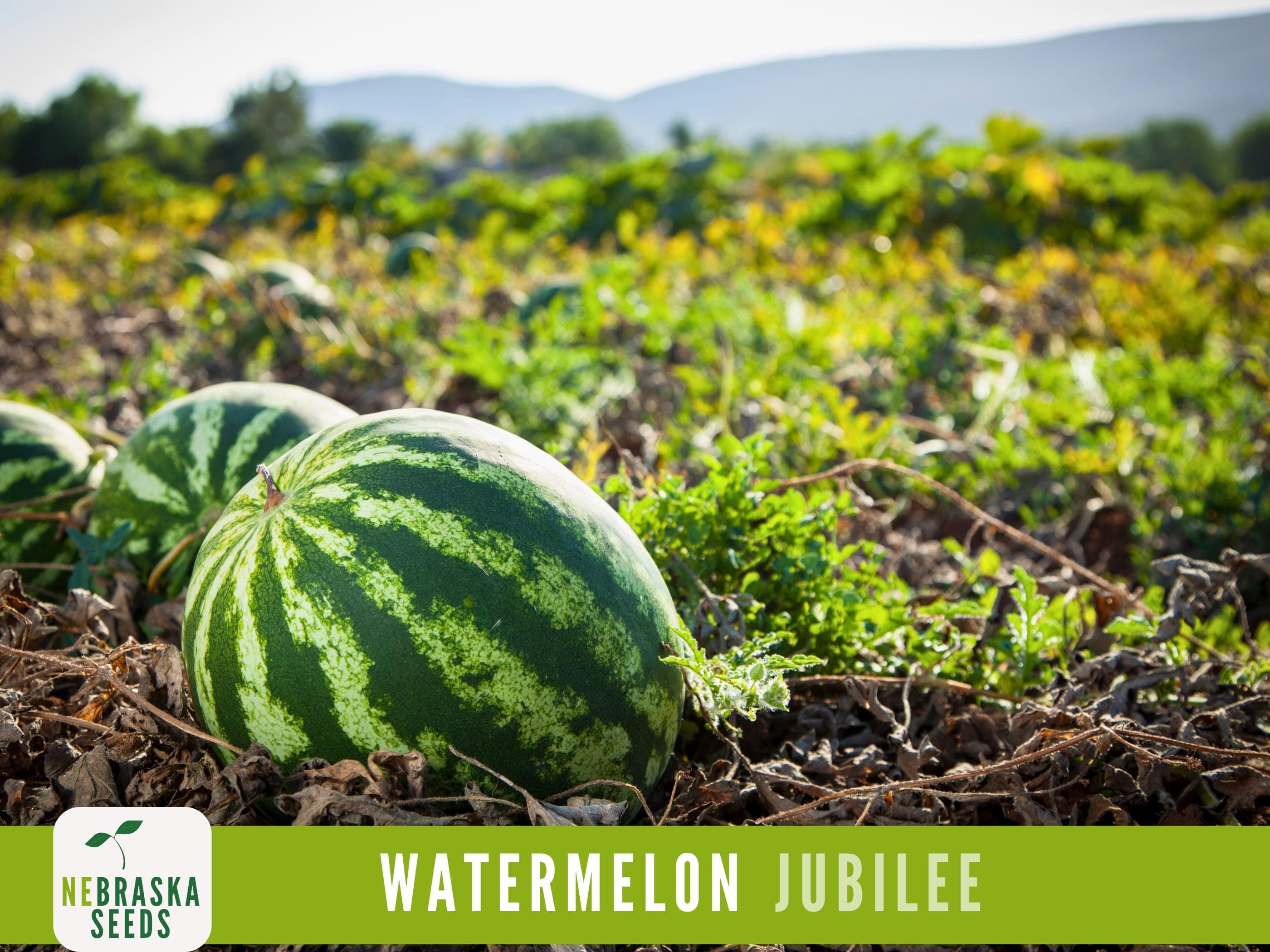 Watermelon Seeds - Jubilee Watermelon Heirloom Seeds - image 4