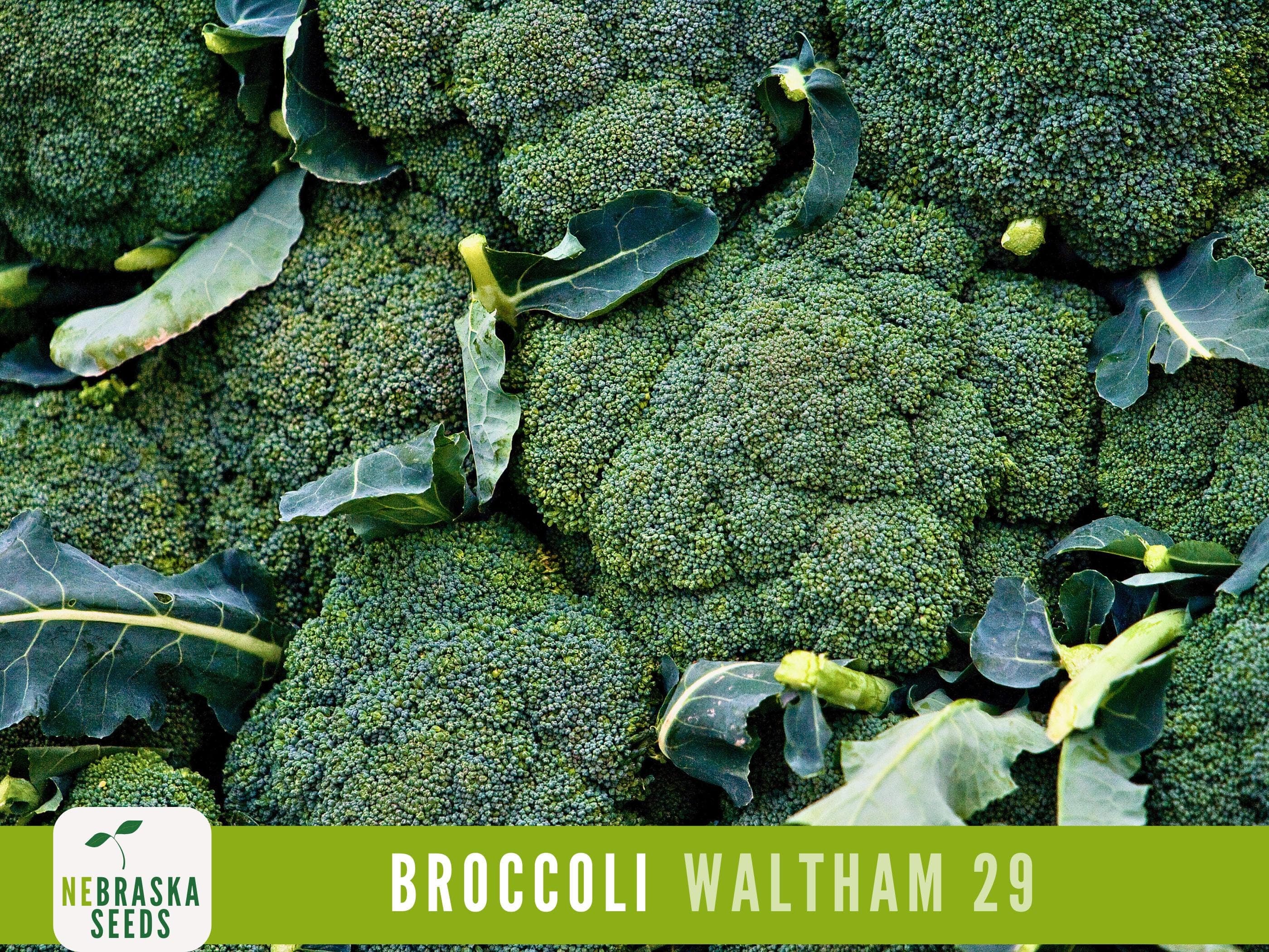Waltham 29 Broccoli Seeds - Heirloom and Nutrient-Packed Garden Delight! - image 5