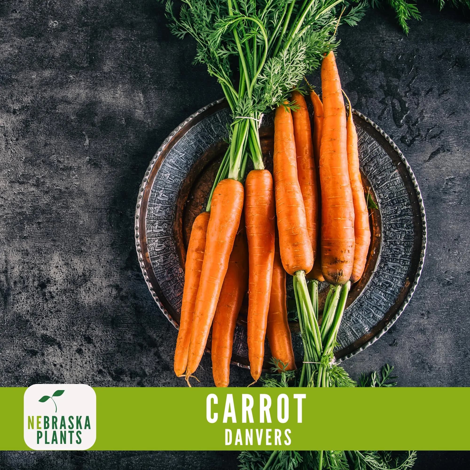 Carrot Seeds- Danvers Heirloom Carrot Seeds - image 4
