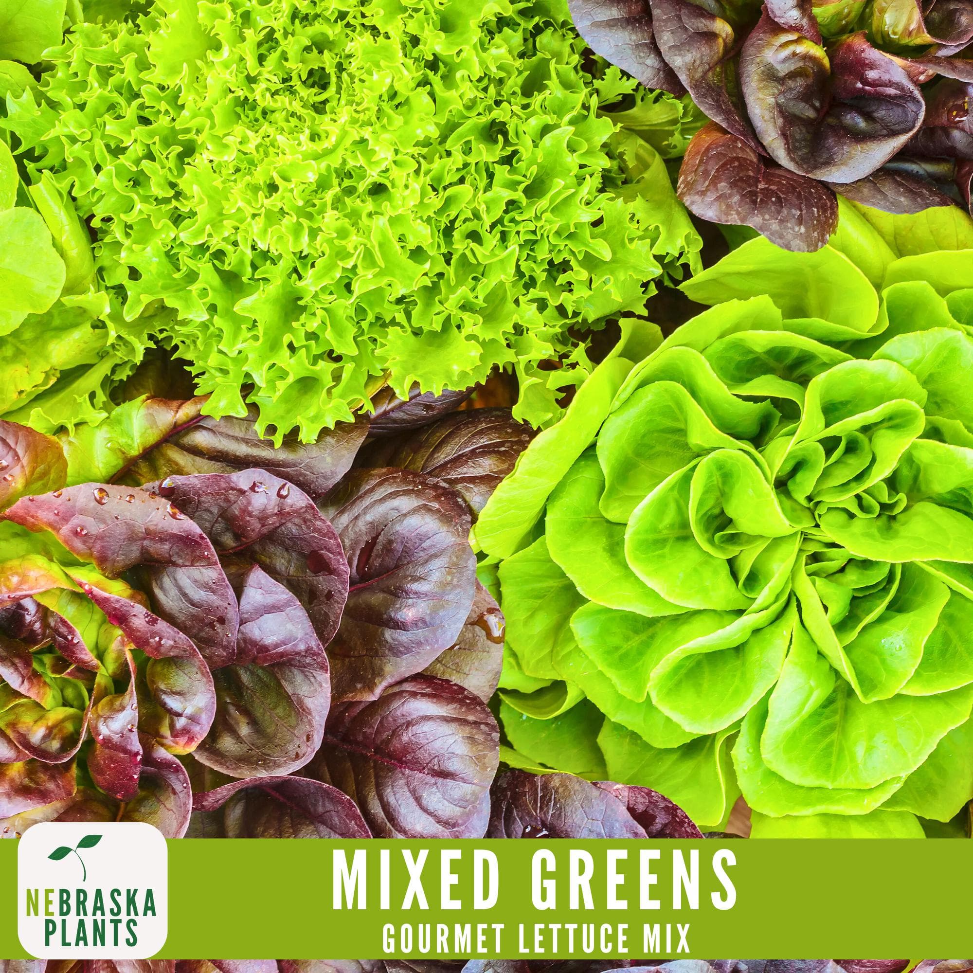 Mixed organic lettuce greens in a garden, ready for a fresh salad