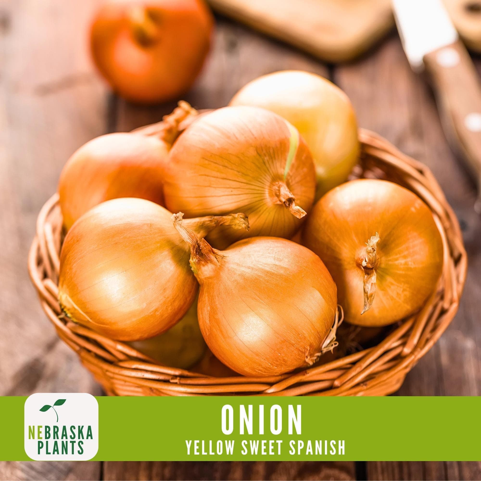 Onion Seeds - Yellow Sweet Spanish Heirloom Onion Seeds - image 3