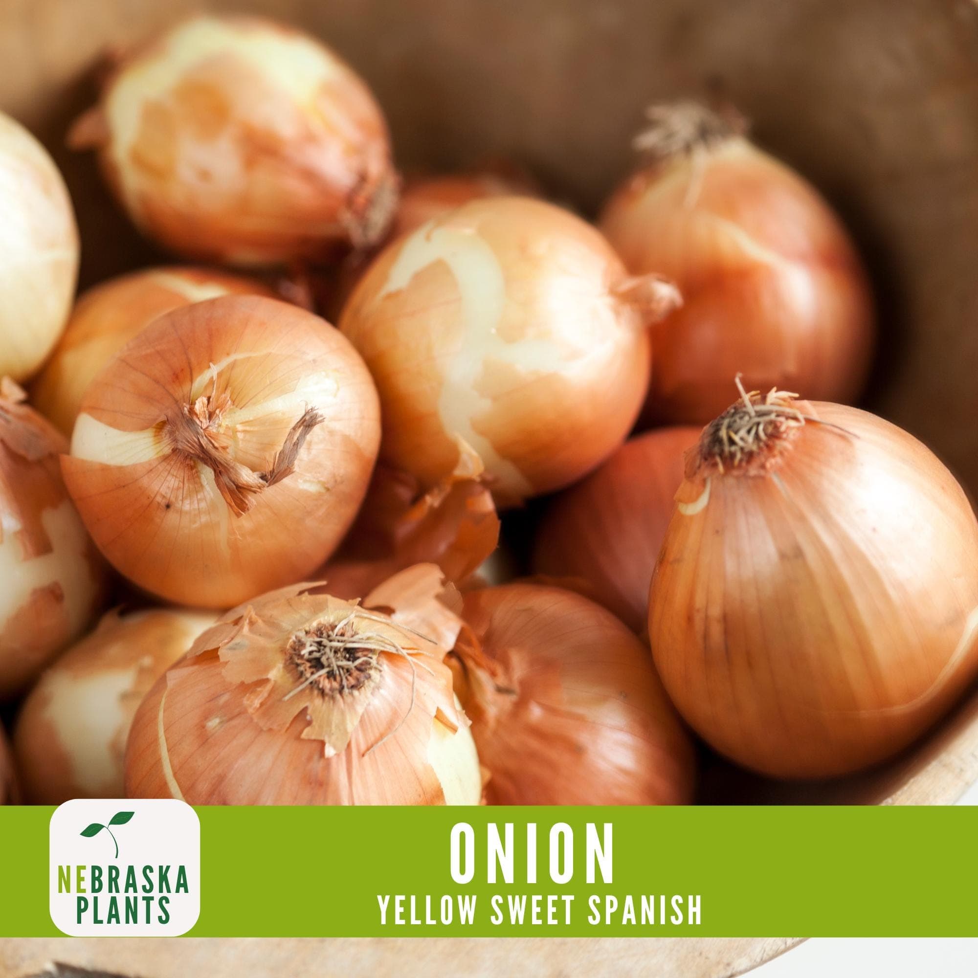 Onion Seeds - Yellow Sweet Spanish Heirloom Onion Seeds - image 5