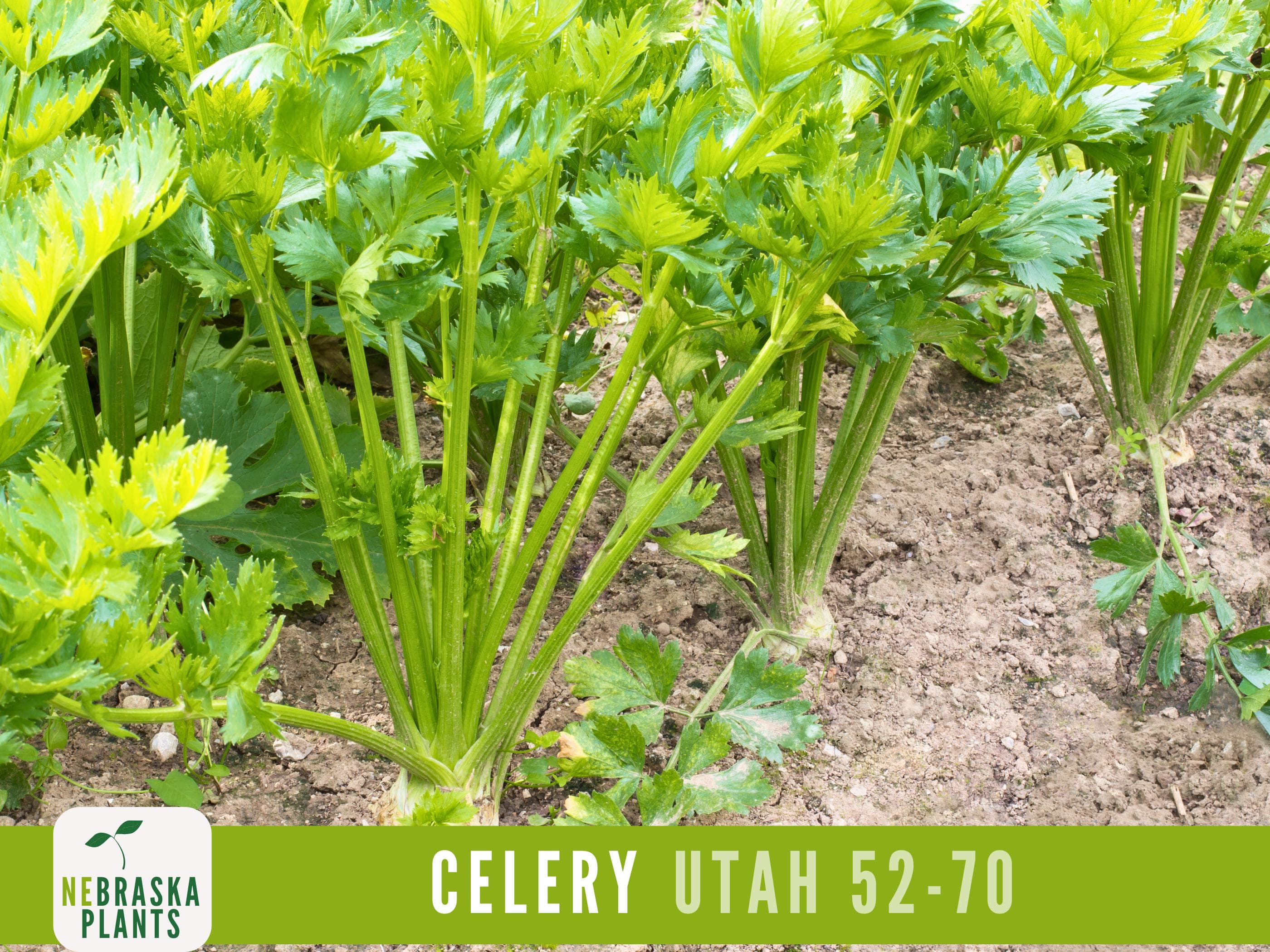 Celery Seeds - Utah 52-70 Celery Seeds - image 4