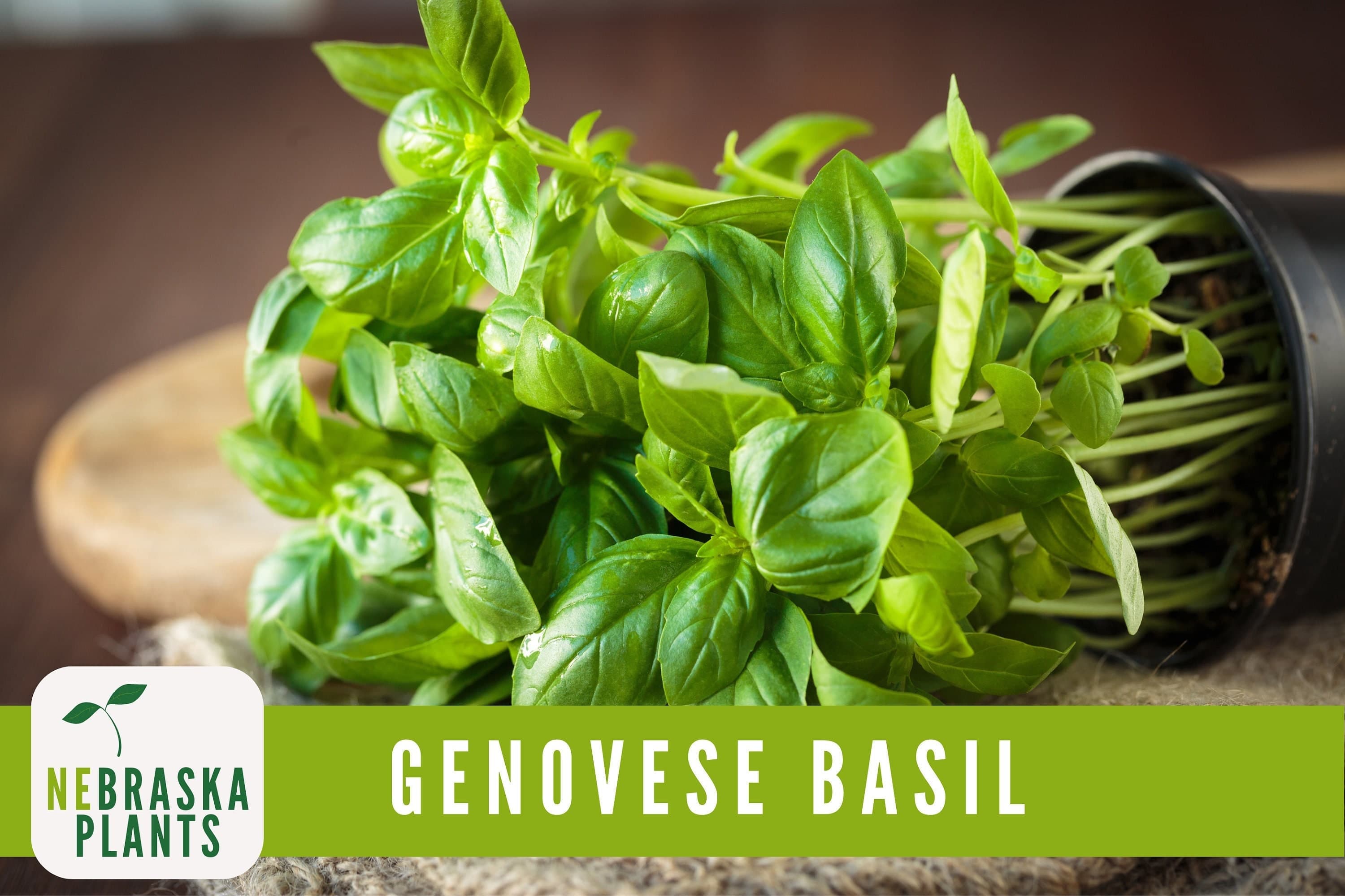 Genovese Basil Seeds - Heirloom Basil for your Culinary Garden! - image 5