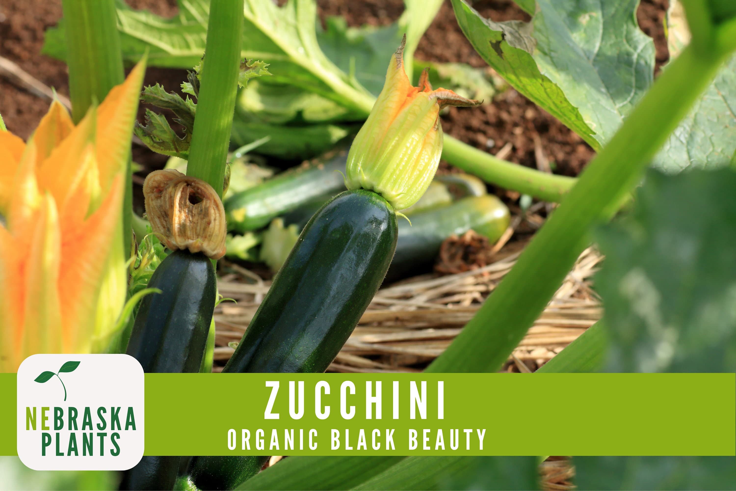 Organic Zucchini Seeds - Black Beauty Zucchini - Heirloom Summer Squash Seeds - image 5