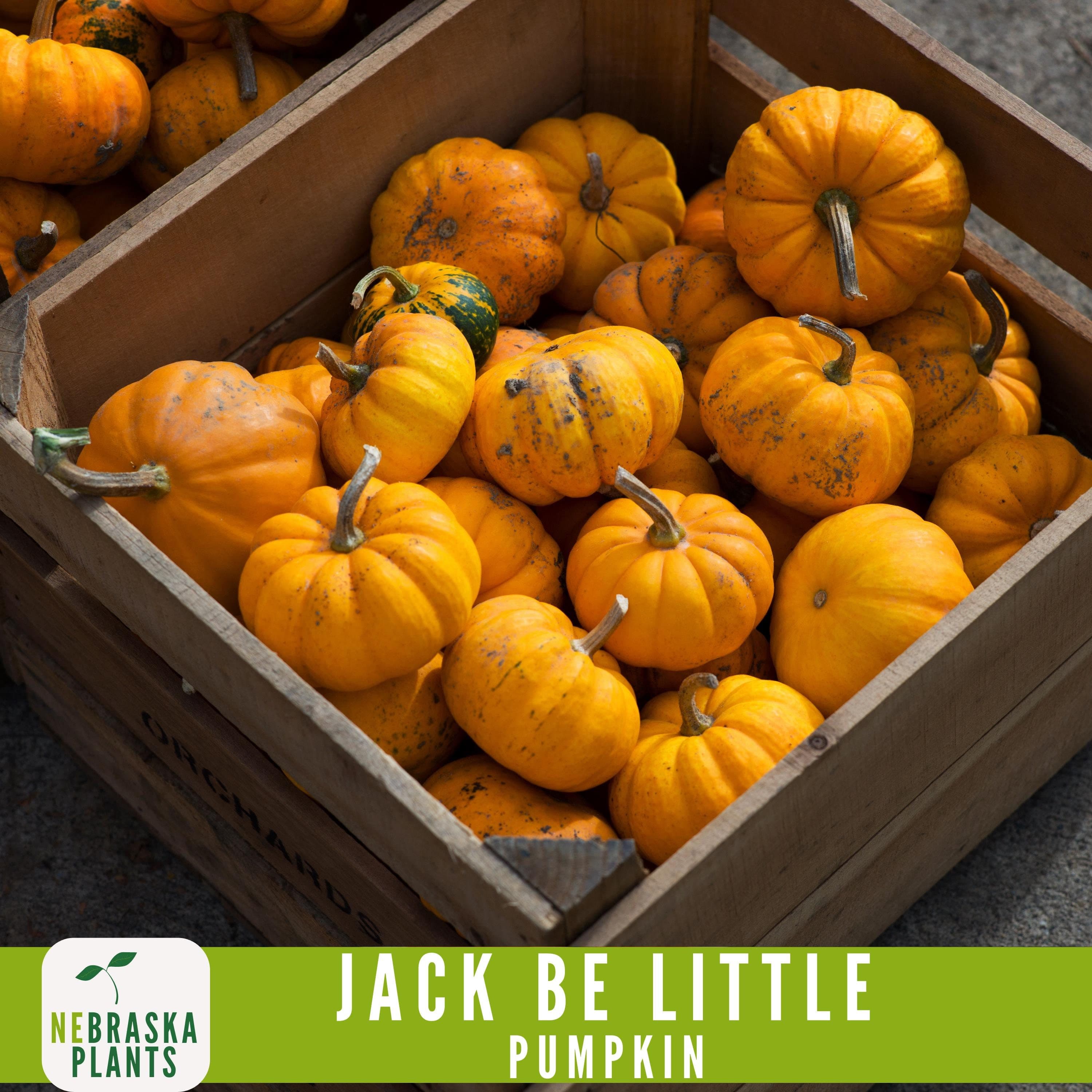 Jack Be Little Pumpkin Seeds - Grow your own Adorable Miniature Pumpkins! - image 3