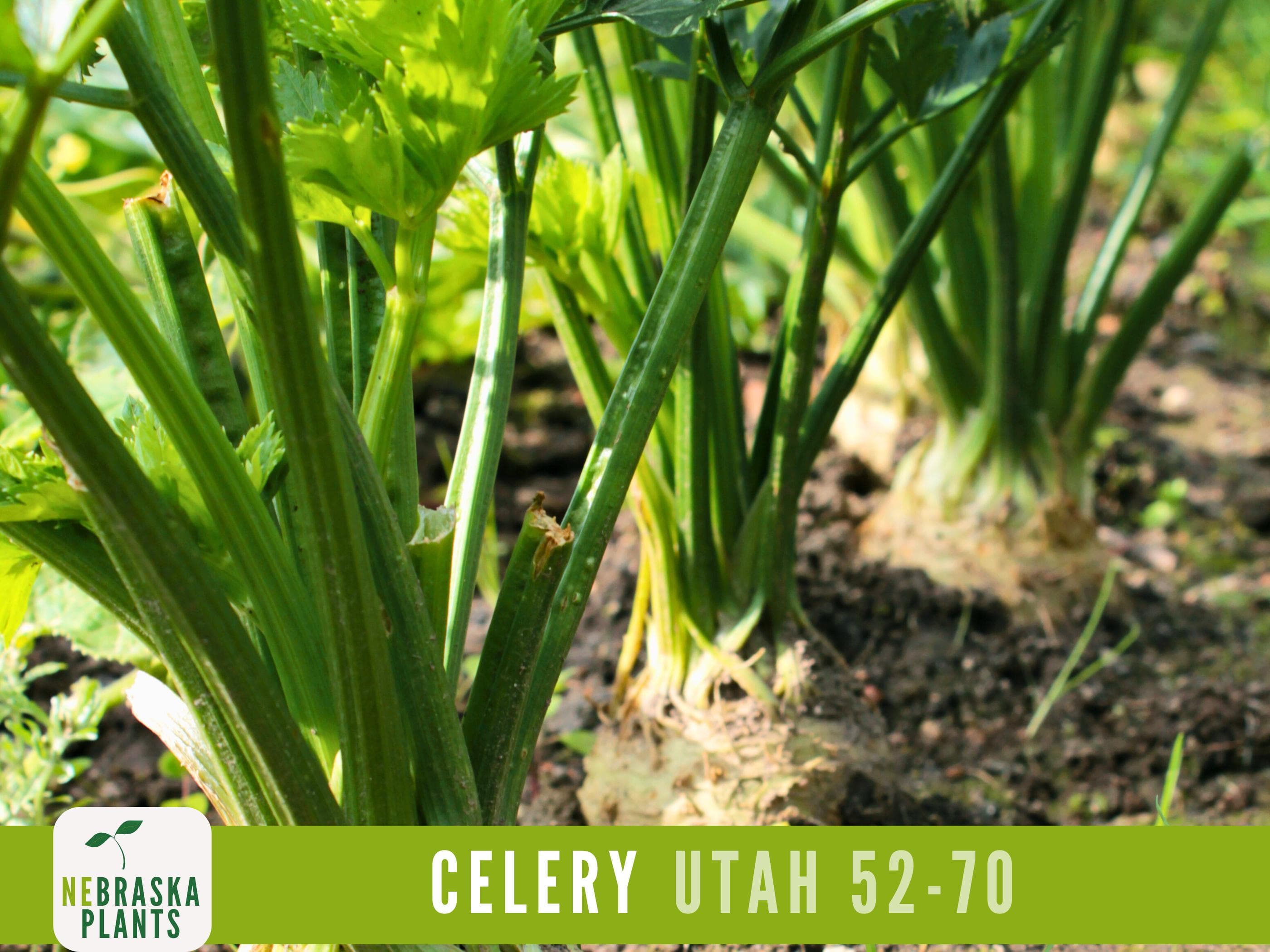 Celery Seeds - Utah 52-70 Celery Seeds