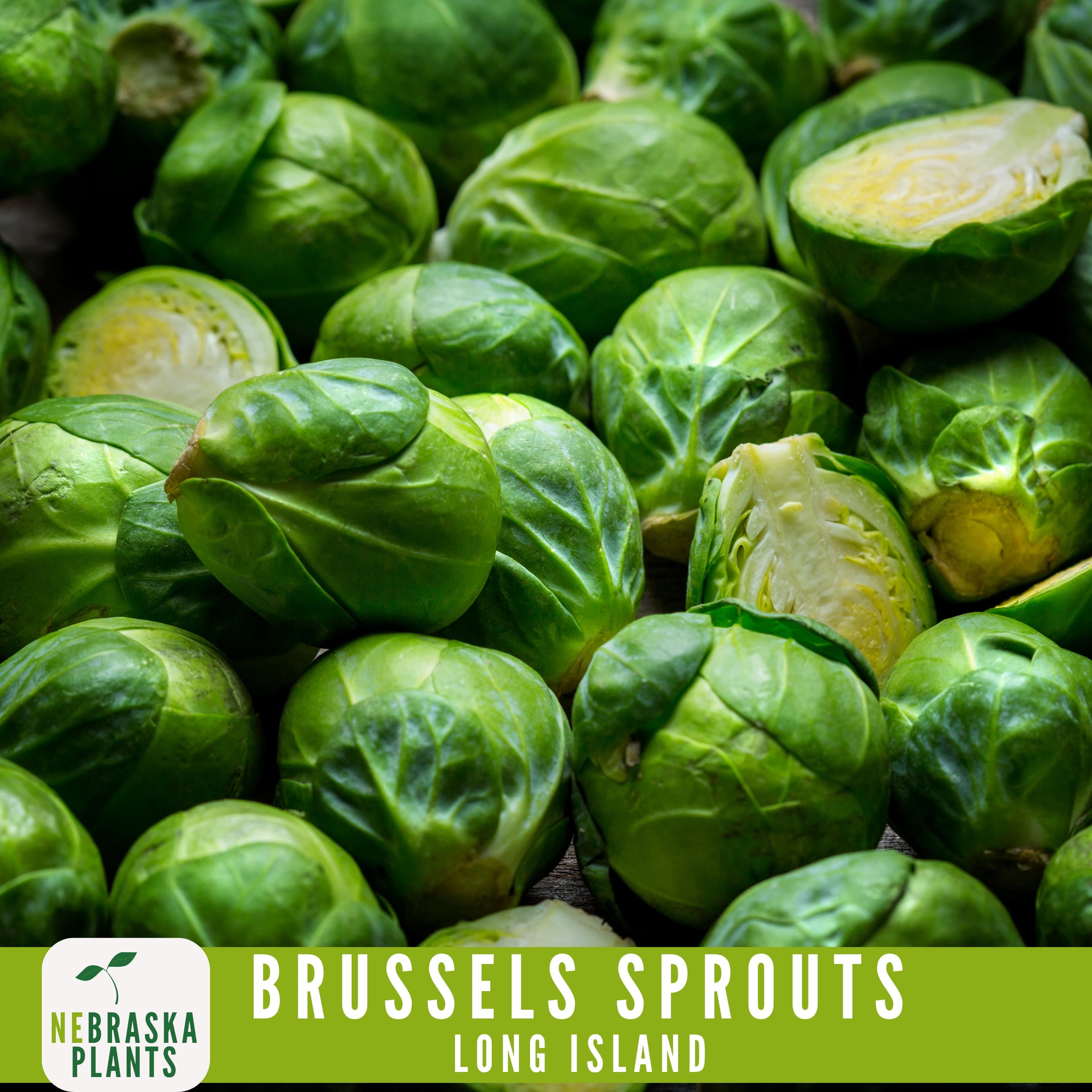 Long Island Brussels Sprouts Seeds - 100+ Heirloom, Non-GMO, Premium Seeds for a Bountiful Harvest! - image 4