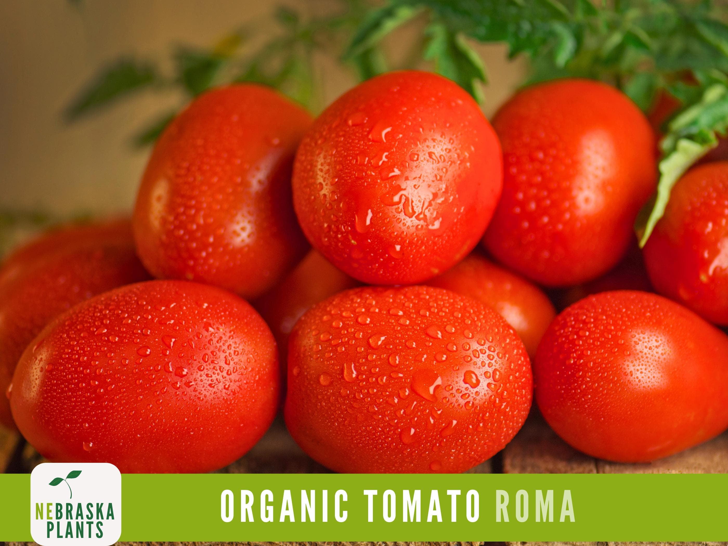 Organic Roma Tomato Seeds - Heirloom Tomato Seeds