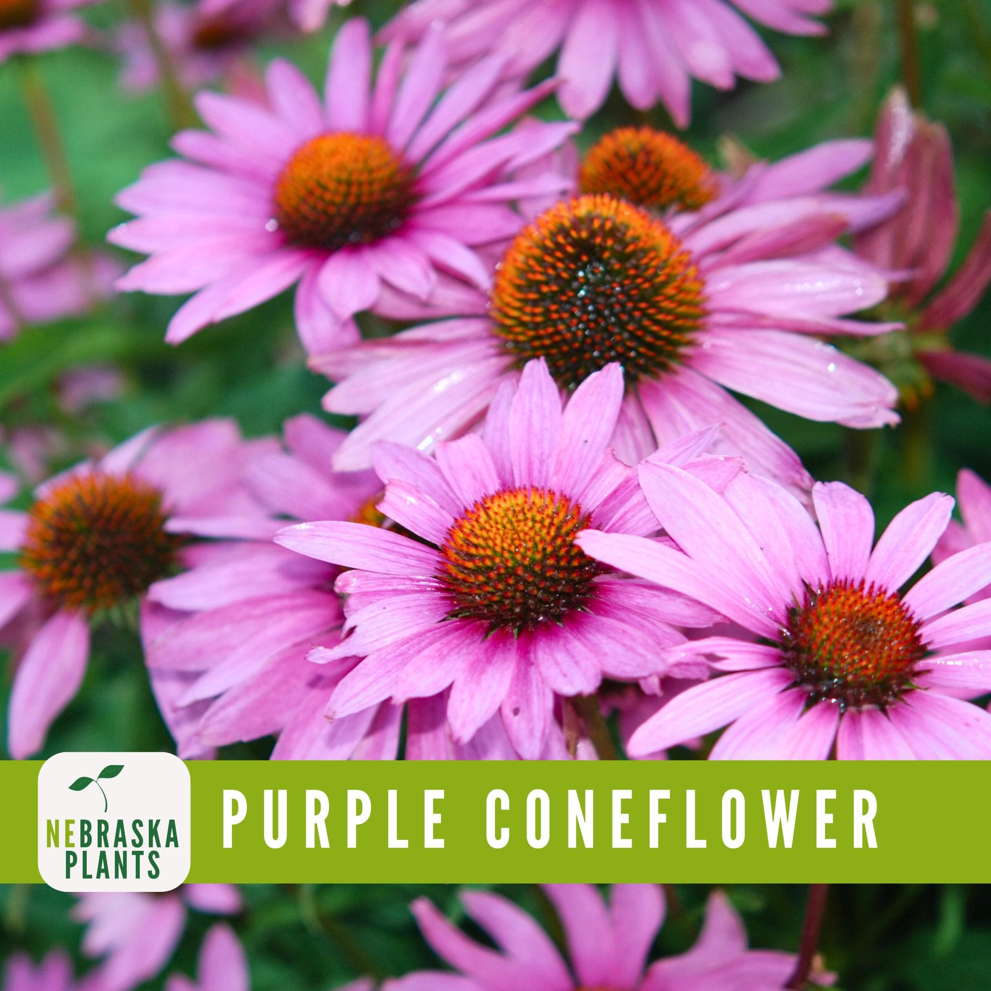 Purple Coneflower seeds for growing vibrant, purple blooms in your garden