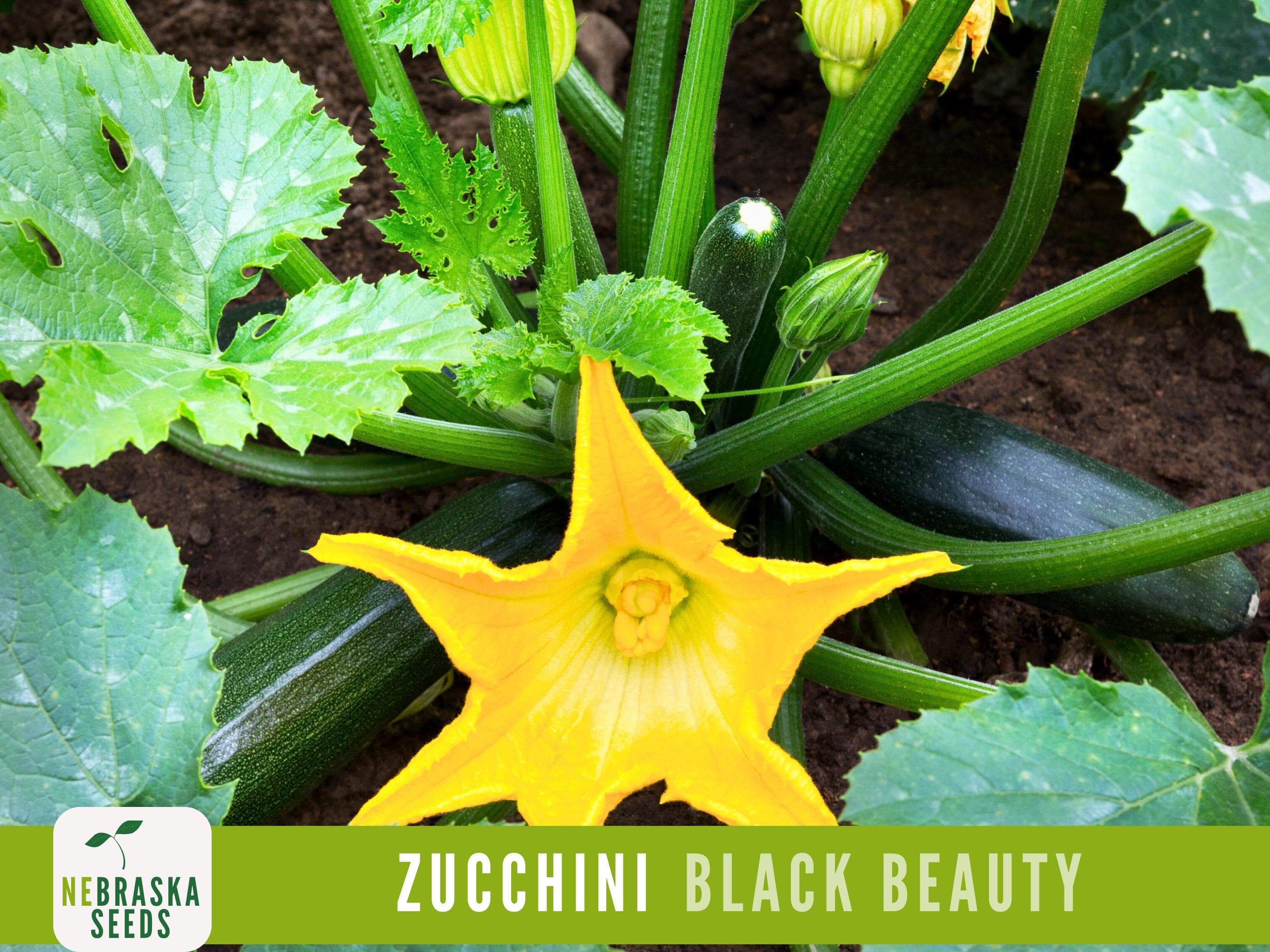 Zucchini Seeds - Black Beauty Heirloom Zucchini Squash Seeds - image 4