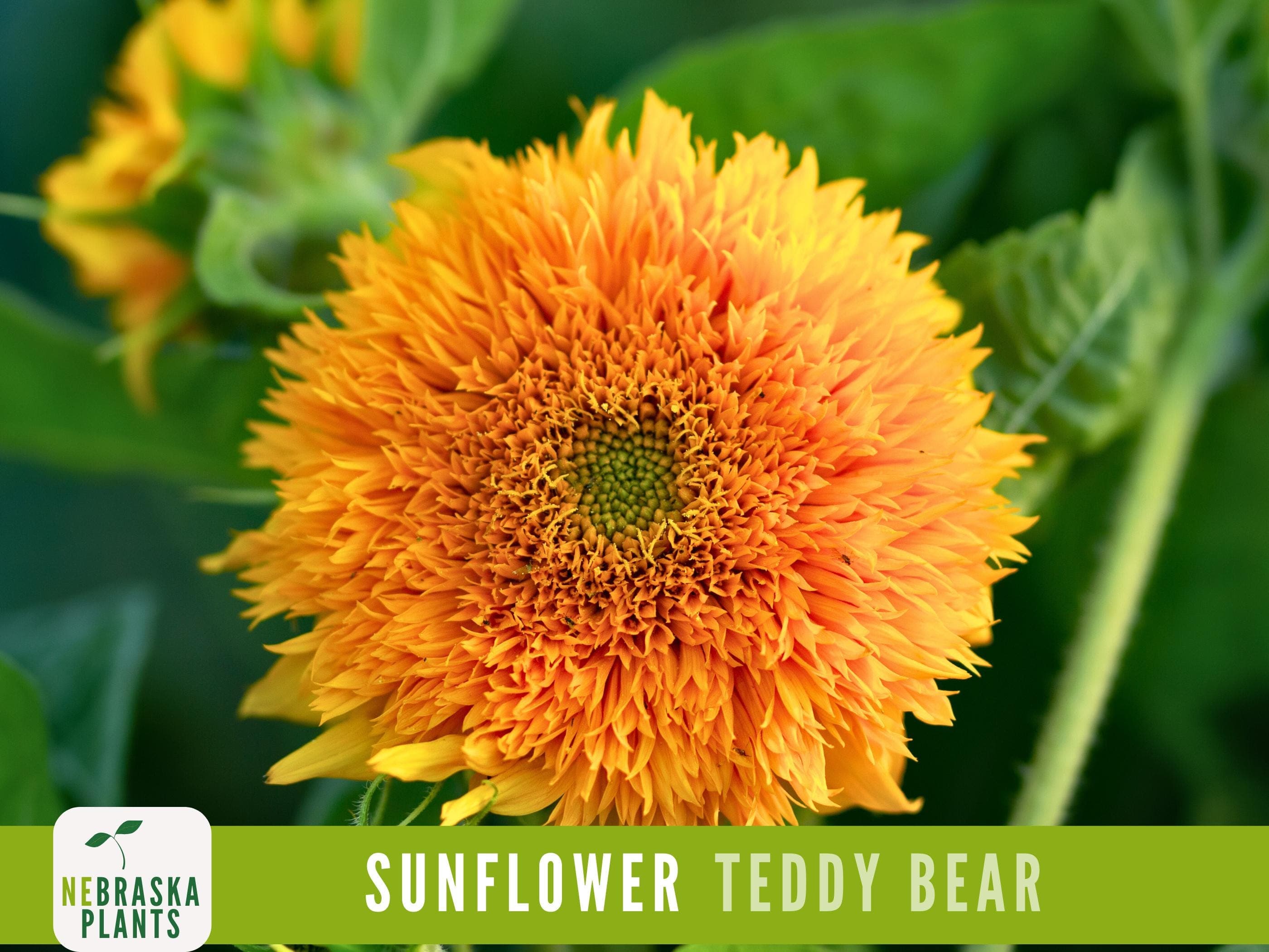 Close-up of a Teddy Bear sunflower with soft, pom-pom-like petals.
