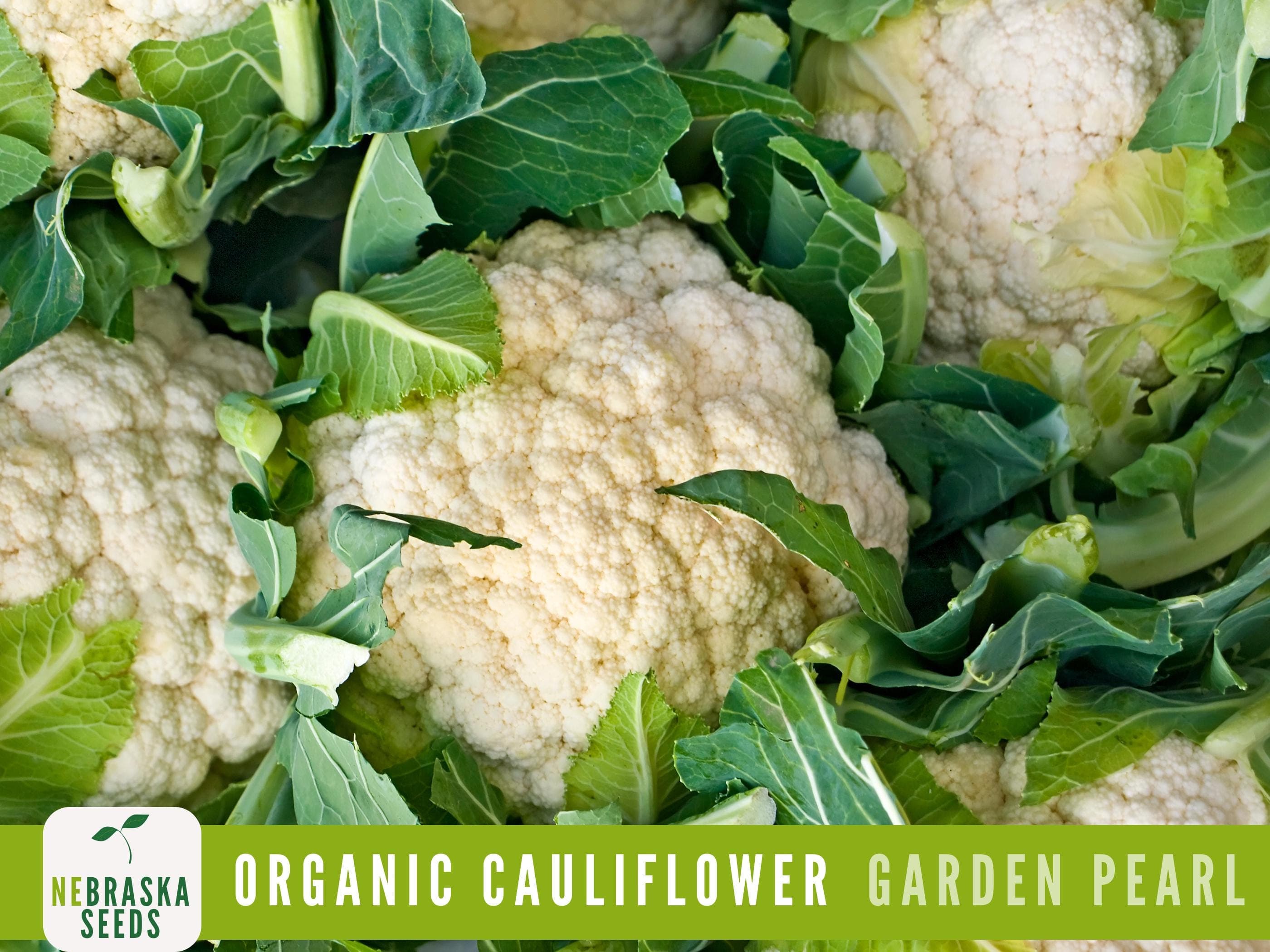 Organic Cauliflower Seeds - Garden Pearl : Heirloom, Non-GMO and Easy-to-Grow Backyard Beauties! - image 3