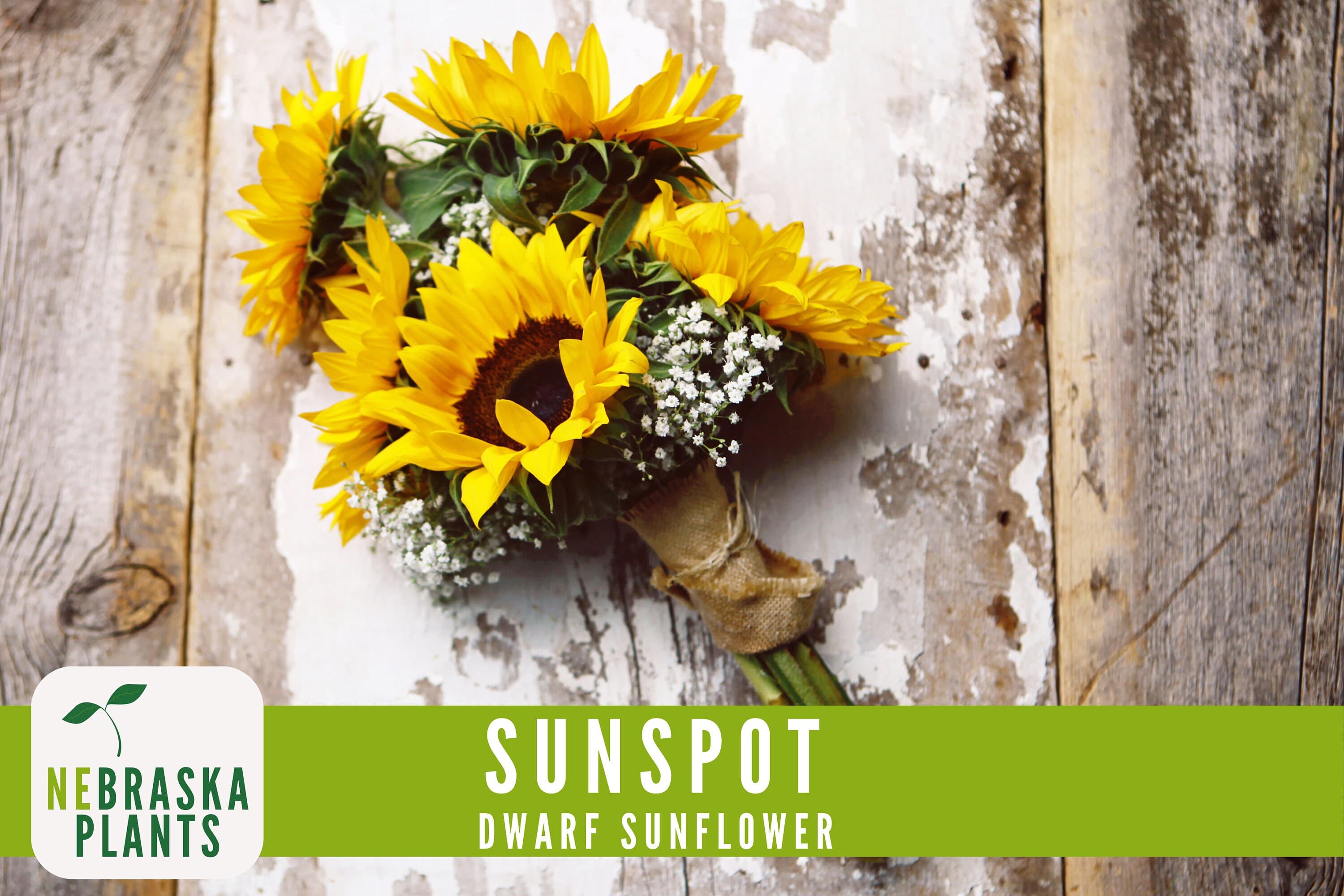 Sunflower Seeds - Sunspot Dwarf Heirloom Sunflower Garden Seeds - image 4