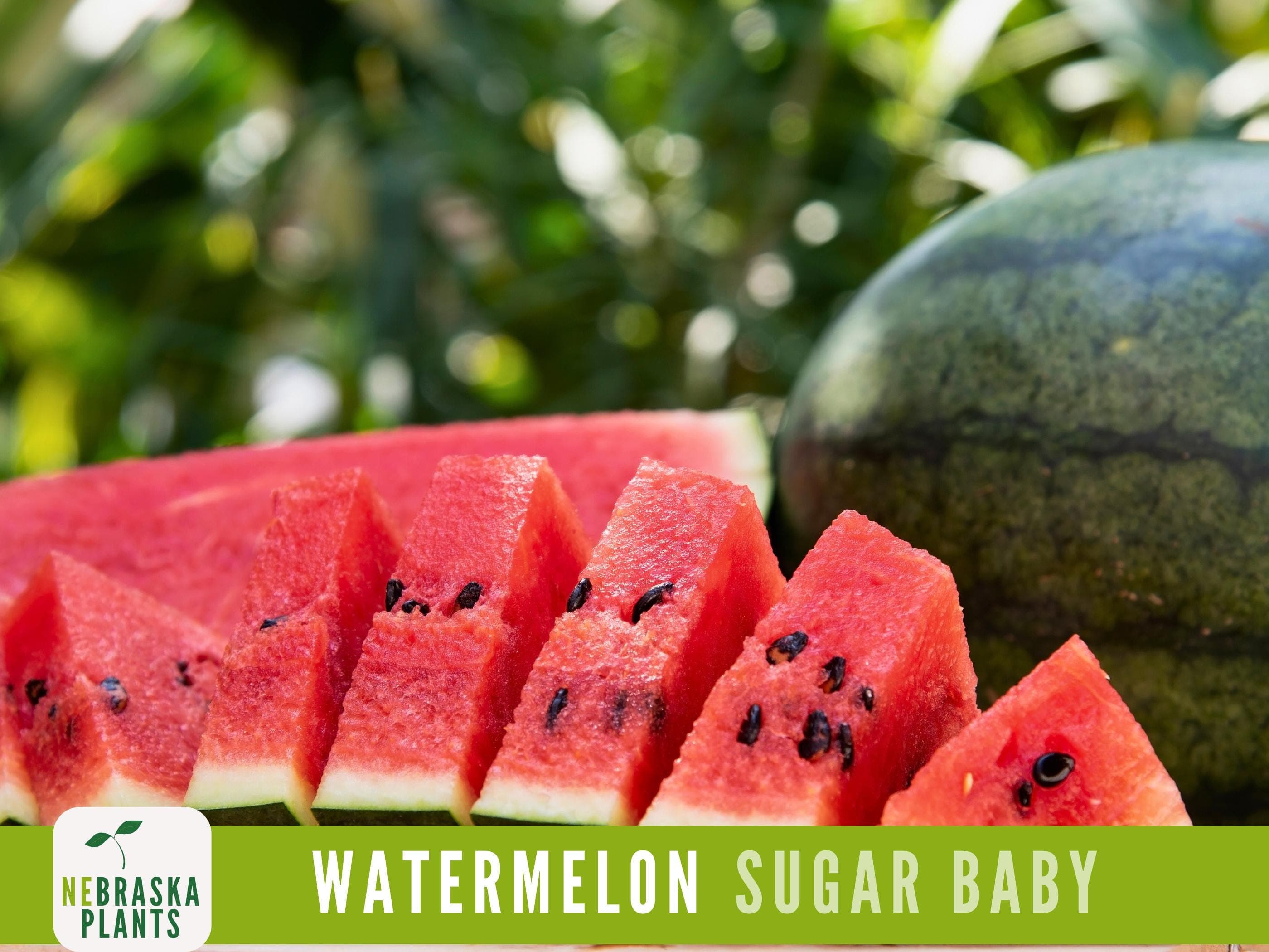 Sugar Baby Watermelon Seeds - Heirloom Watermelon Seeds - image 3