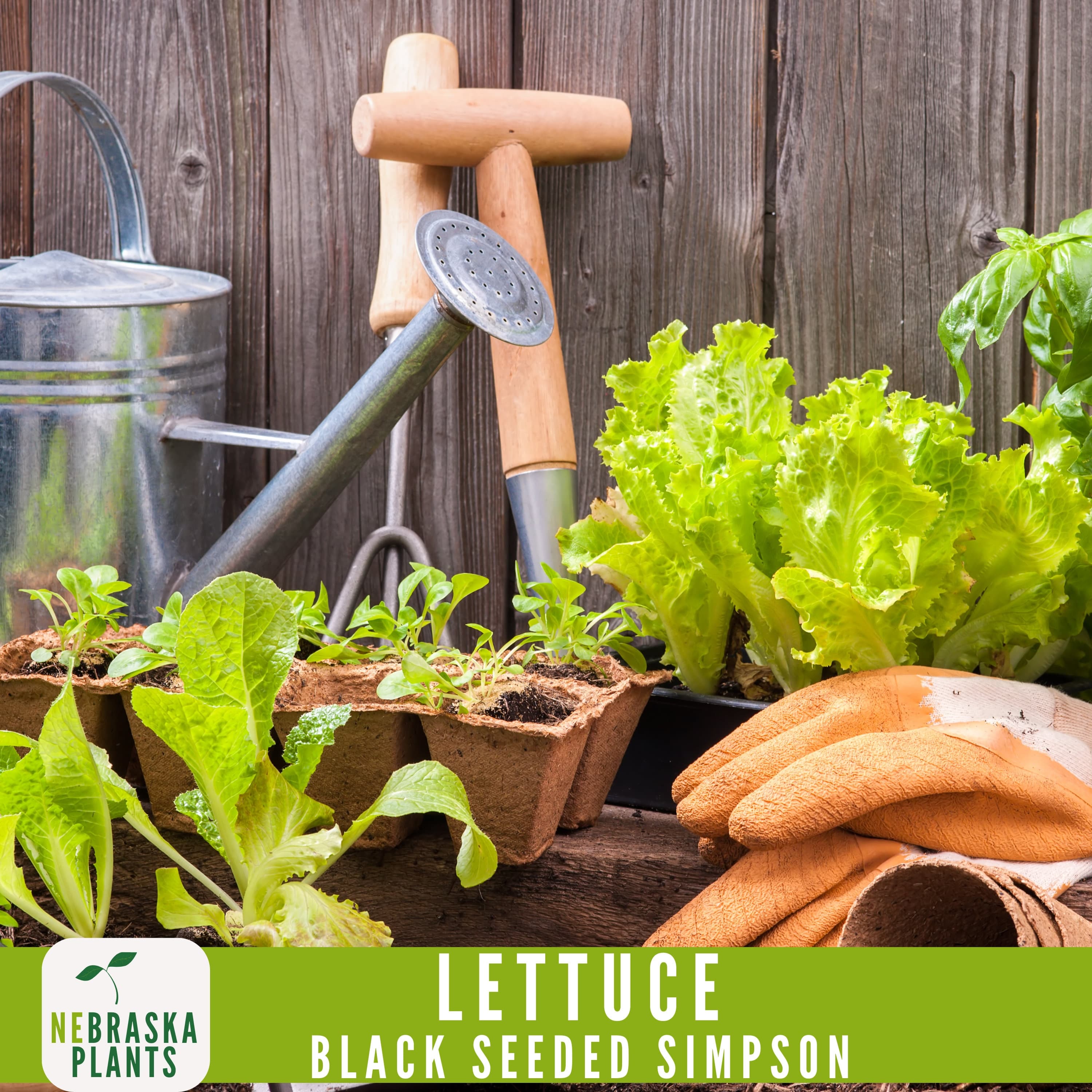 Black Seeded Simpson Lettuce Seeds - Crisp & Fresh Heirloom Greens in your Backyard Garden! - image 5