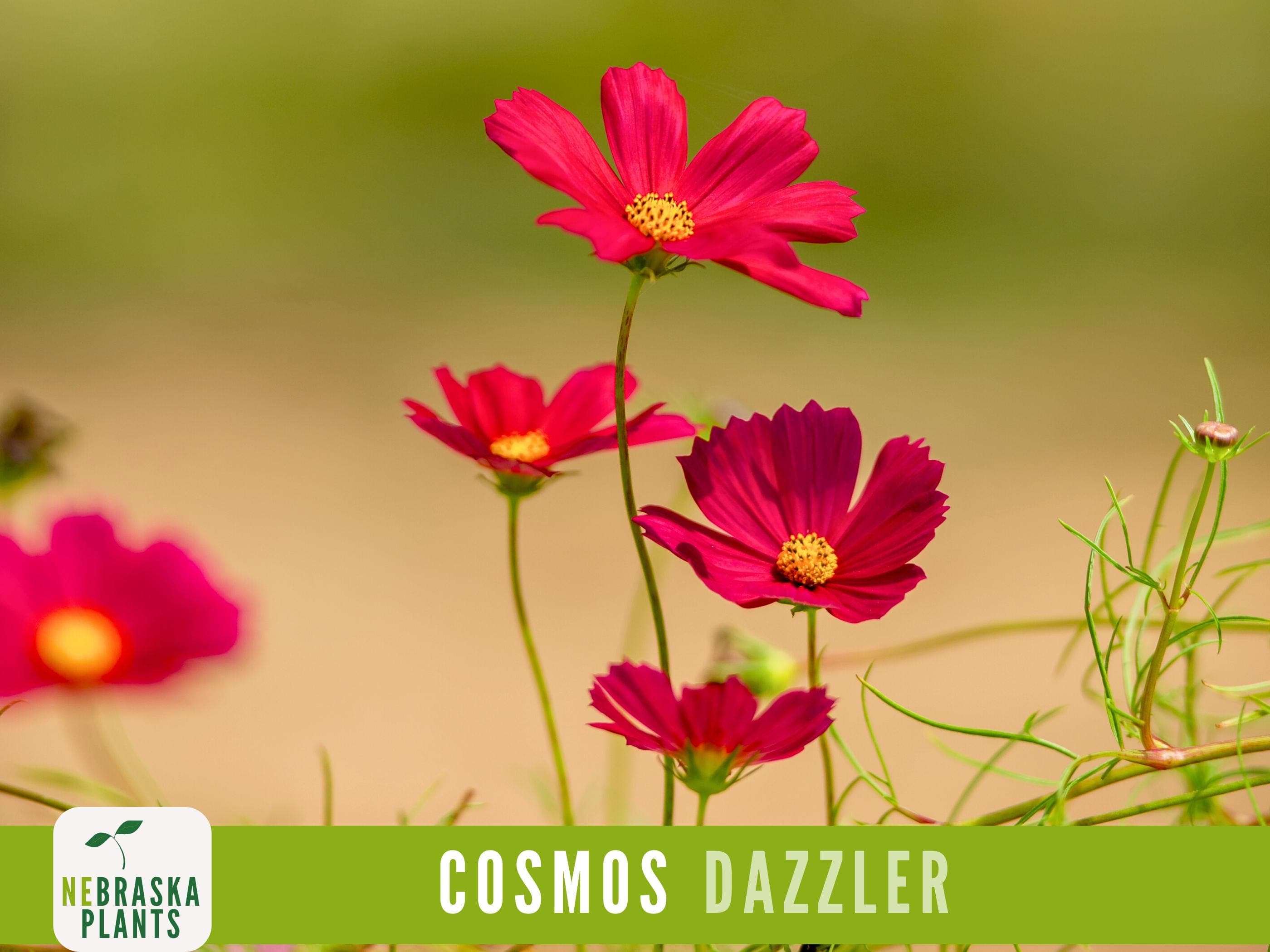 Dazzler Cosmos flowers swaying in the breeze