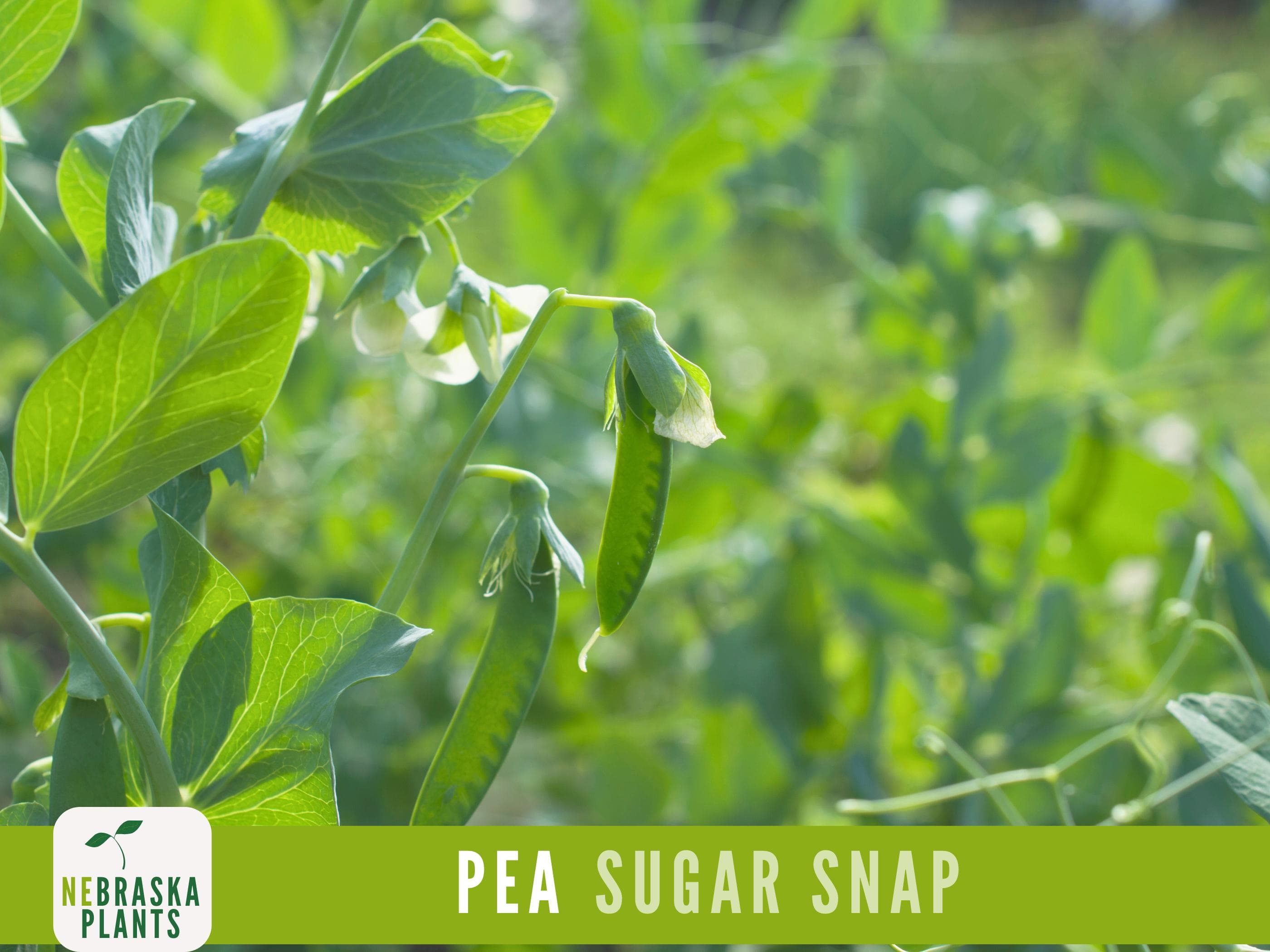 Sugar Snap Pea Seeds - 50+ Heirloom Pea Seeds - image 3
