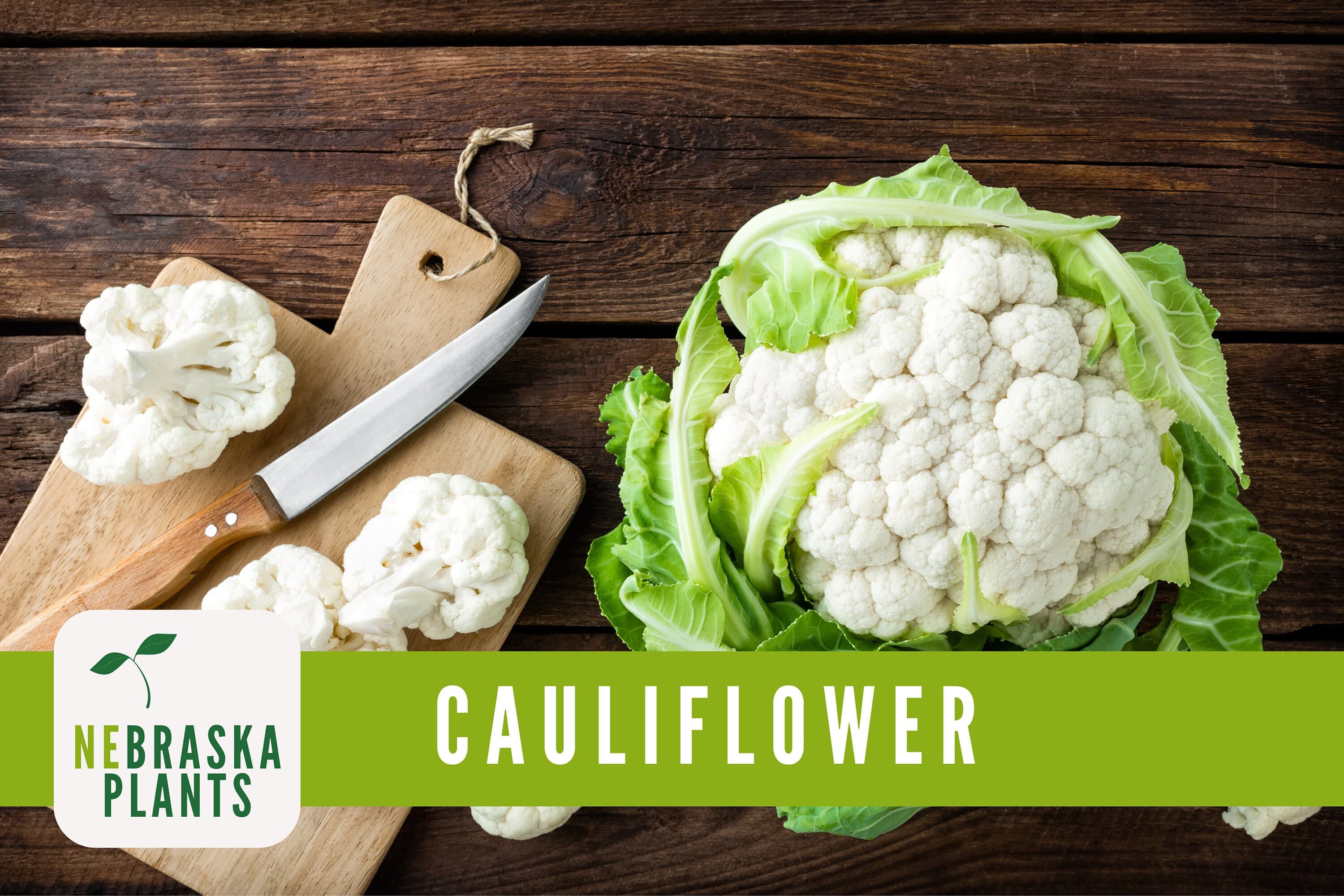 Cauliflower Seeds - Snowball Heirloom Cauliflower Seeds - image 5