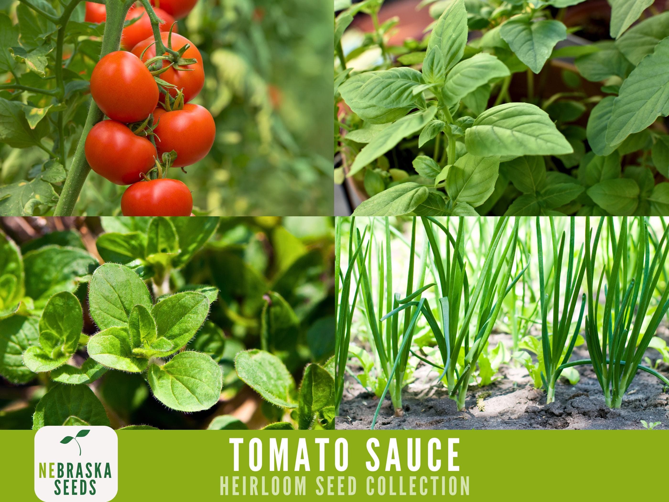 Pizza and Pasta Tomato Sauce Mix - Heirloom Seed Collection - Roma Tomato Seeds - Sweet Onion Seeds - Basil Seeds - Oregano Seeds