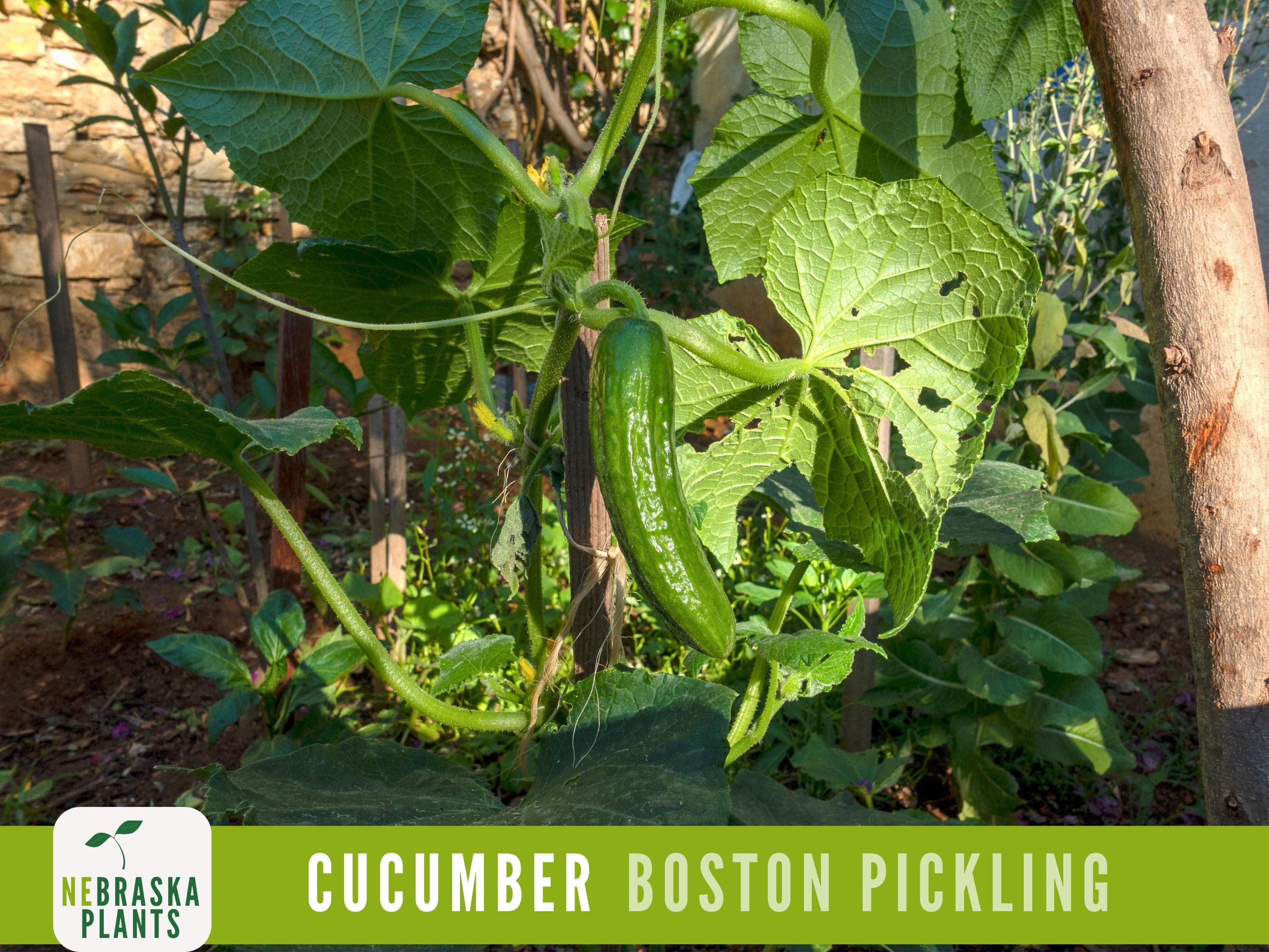 Cucumber Seeds - Boston Pickling Cucumber Heirloom Garden Seeds - image 3