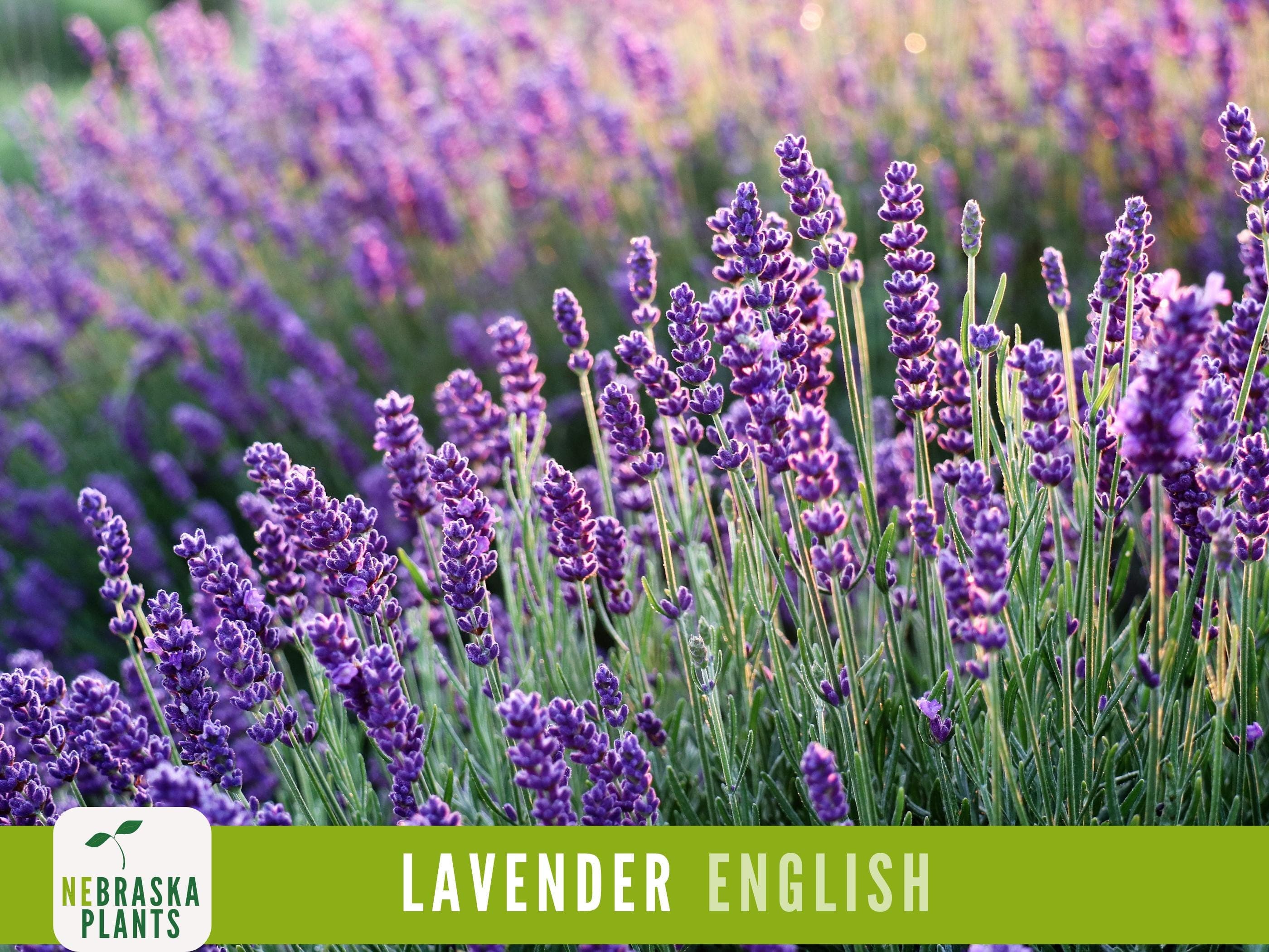 English lavender flowers in full bloom with vibrant purple petals in the sunlight