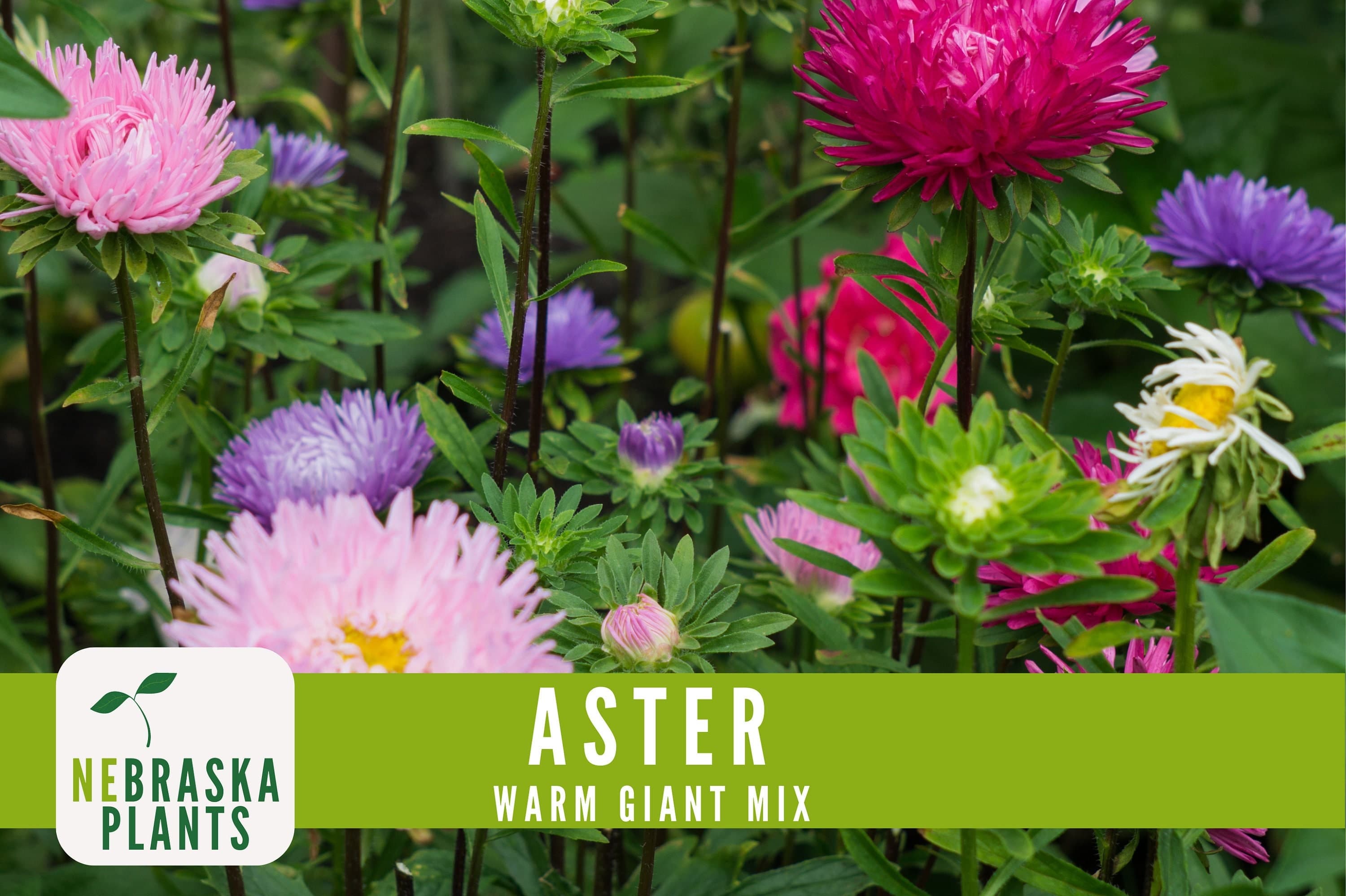 Non-GMO Aster Warm Giant seeds for tall, colorful flowers with stunning warm colors
