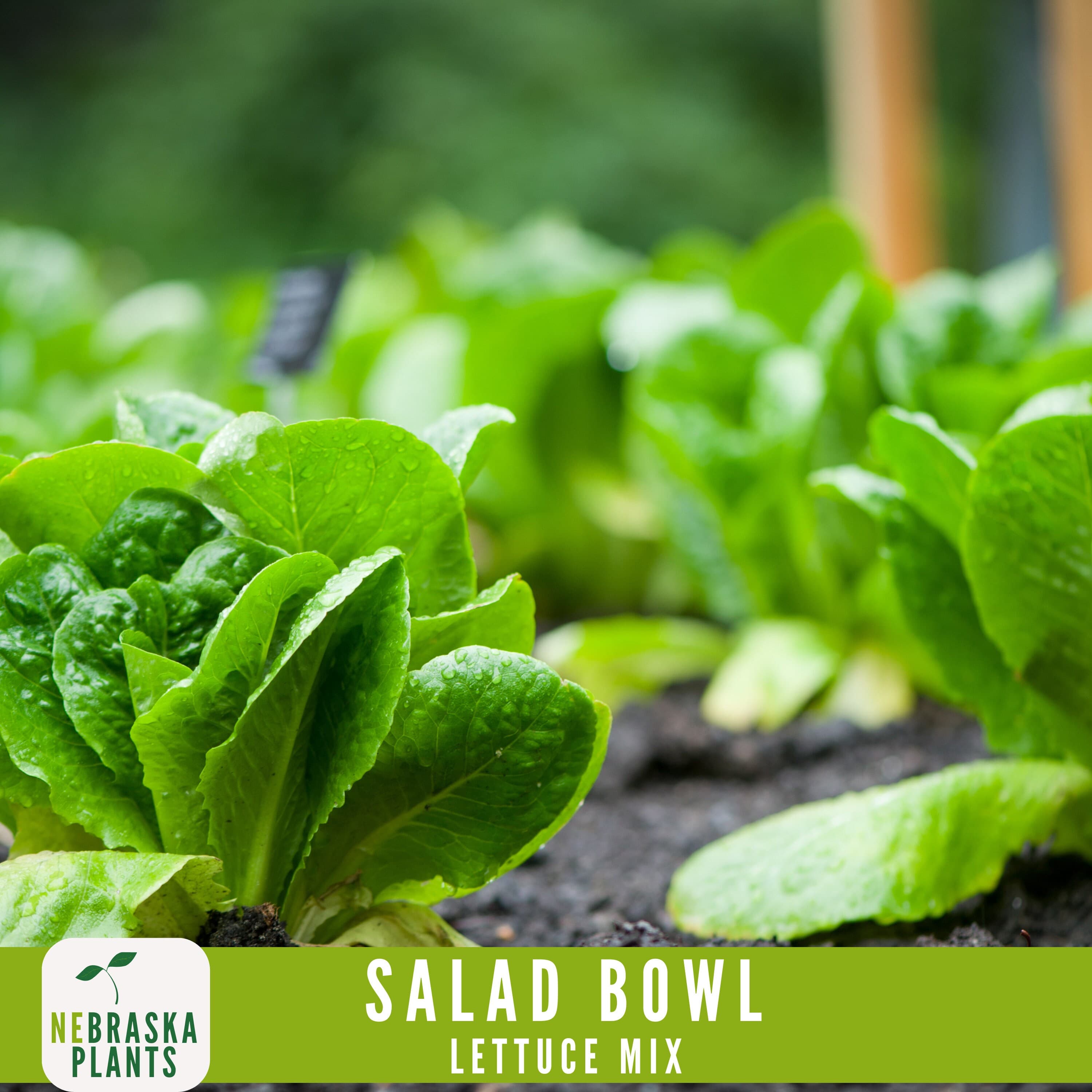 Salad Bowl Container Mix - Heirloom Lettuce Seeds - image 3