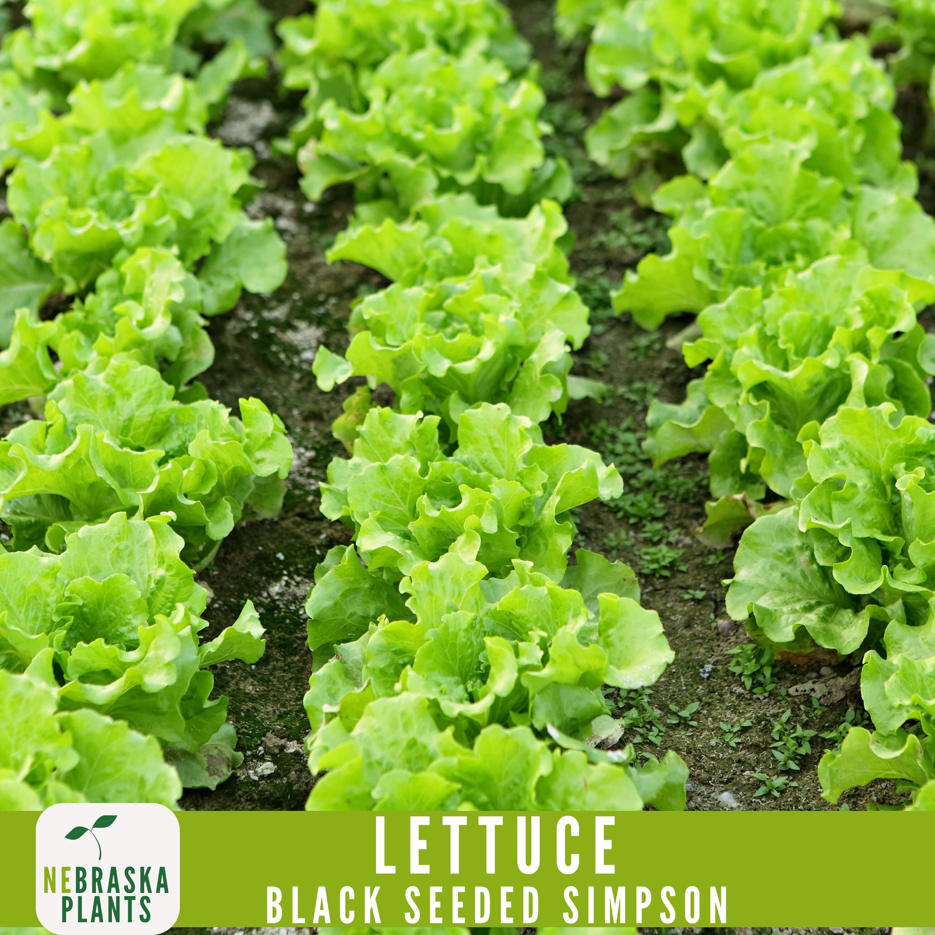 Black Seeded Simpson Lettuce Seeds - Crisp & Fresh Heirloom Greens in your Backyard Garden! - image 4