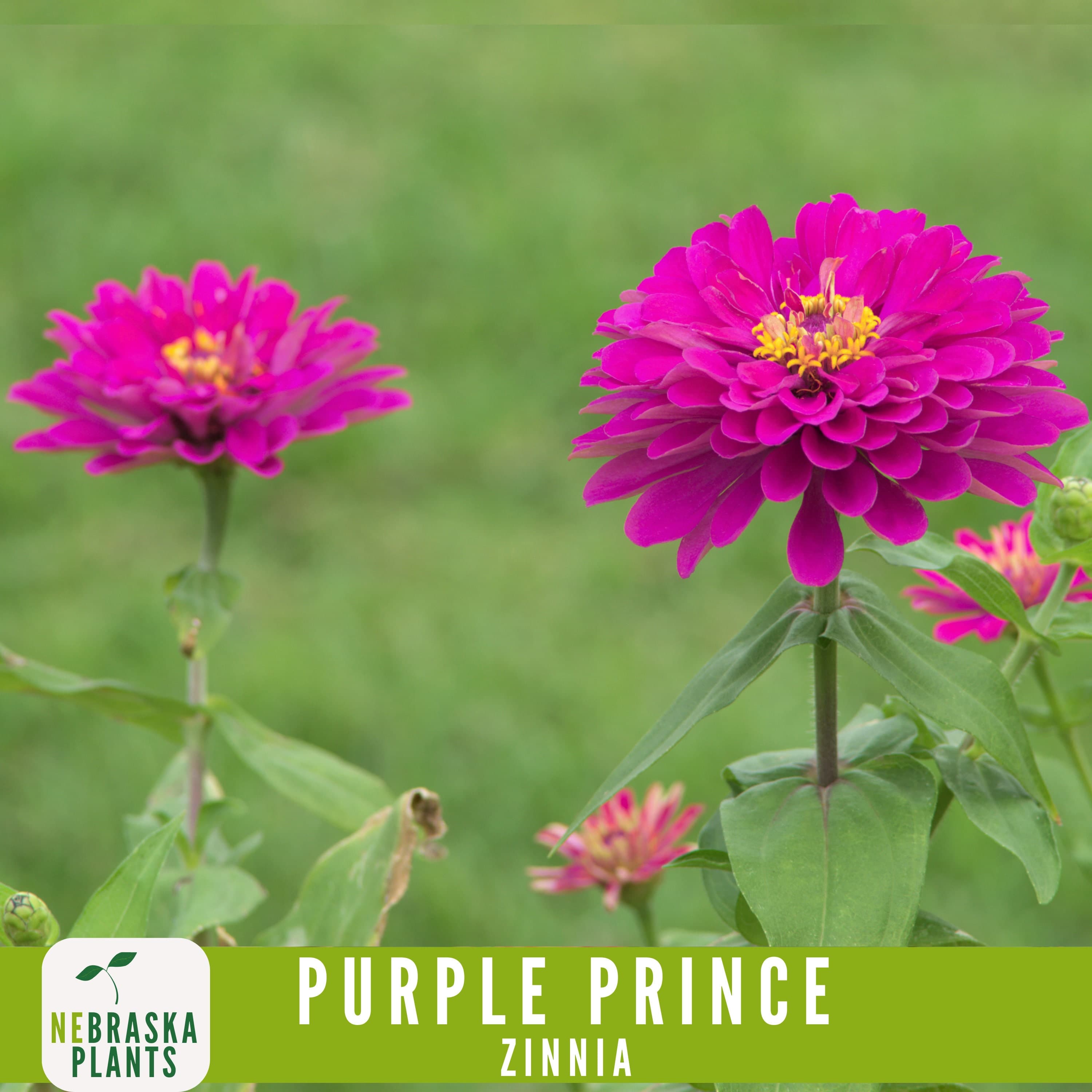 Heirloom Purple Prince Zinnia seeds for growing bold, rich purple flowers