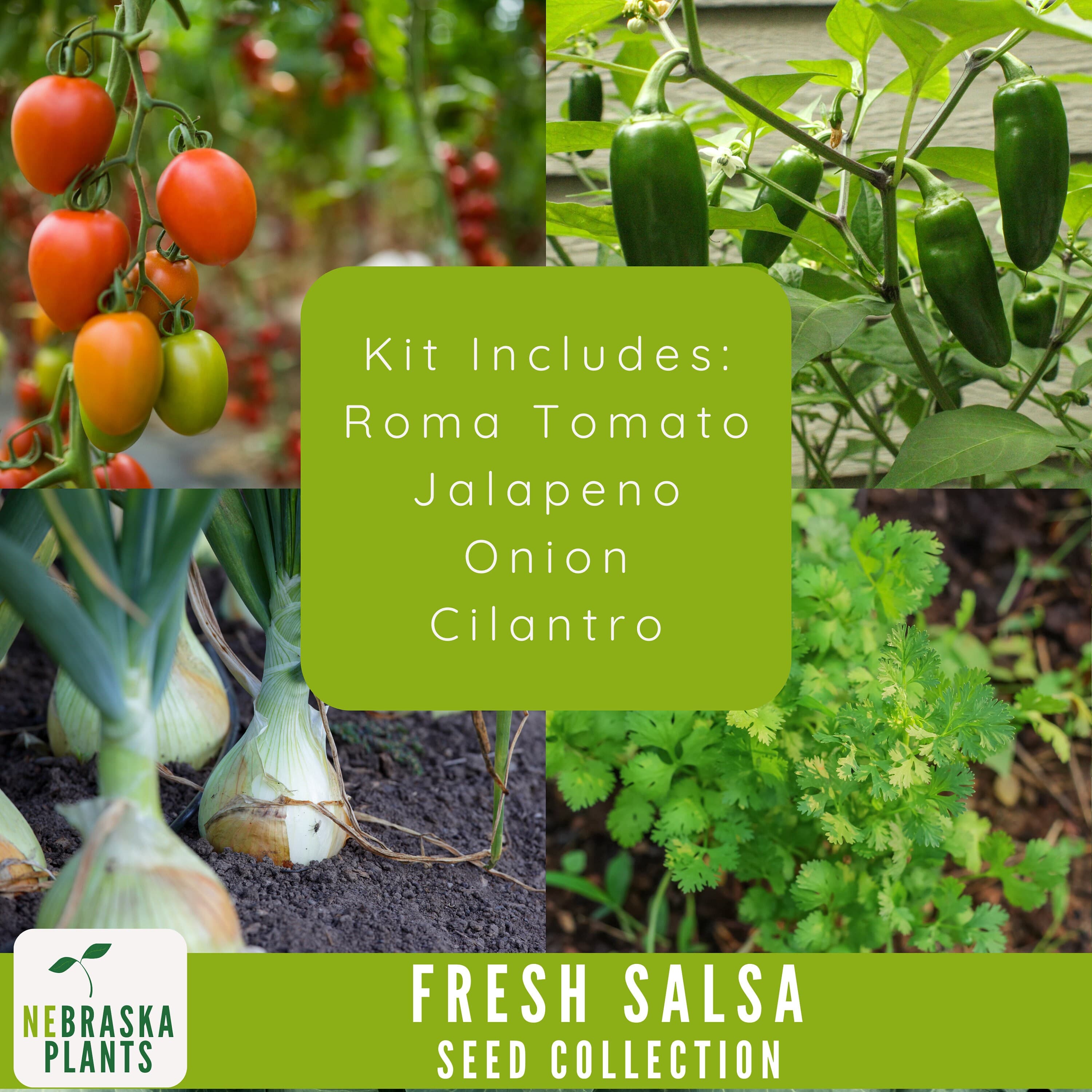 Garden Salsa Seed Collection - Heirloom Roma Tomato Seeds - Heirloom Jalapeno Seeds - Heirloom Onion Seeds - Heirloom Cilantro Seeds - image 4