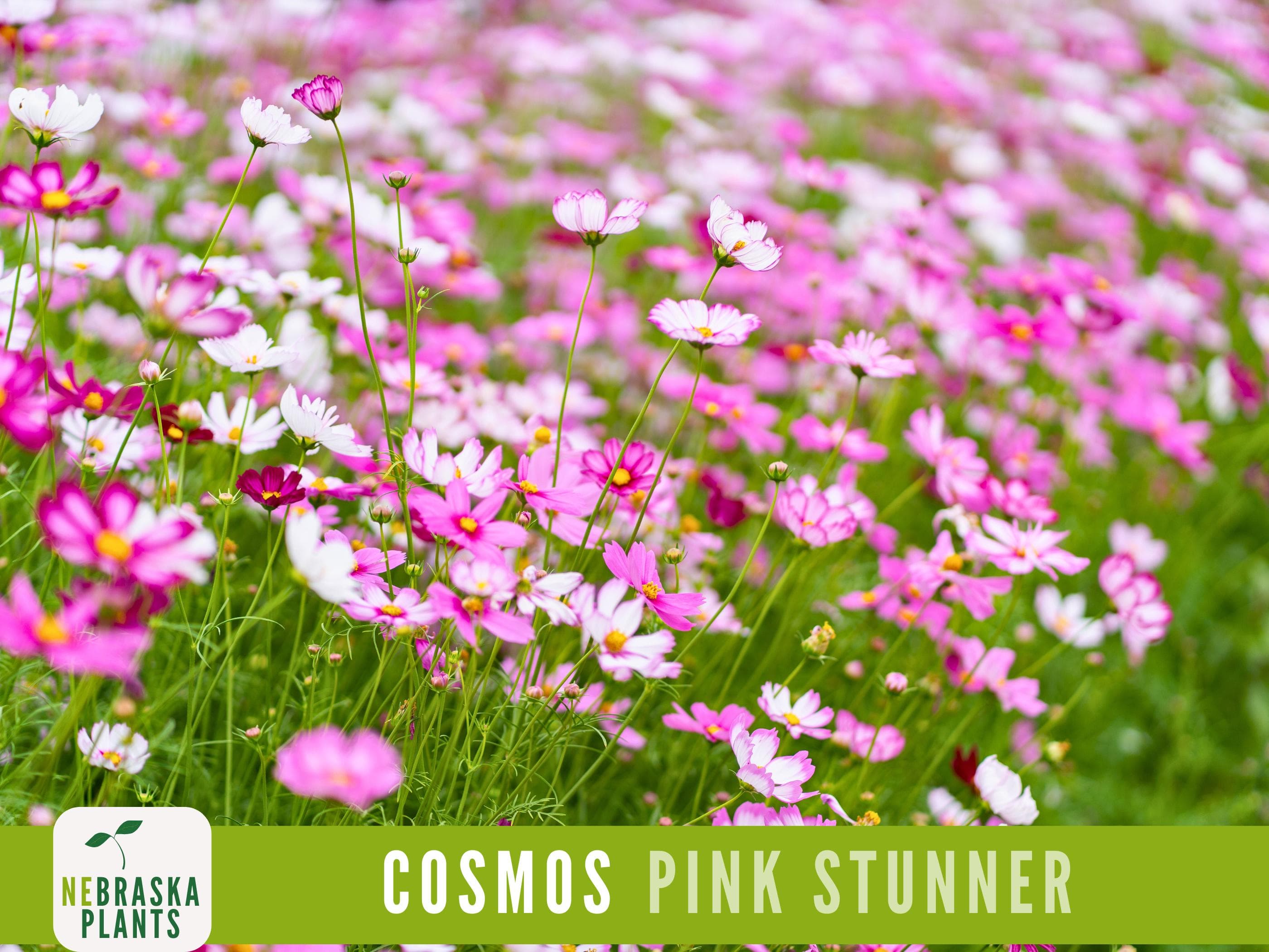 A garden bed filled with bright pink cosmos flowers swaying in the breeze.
