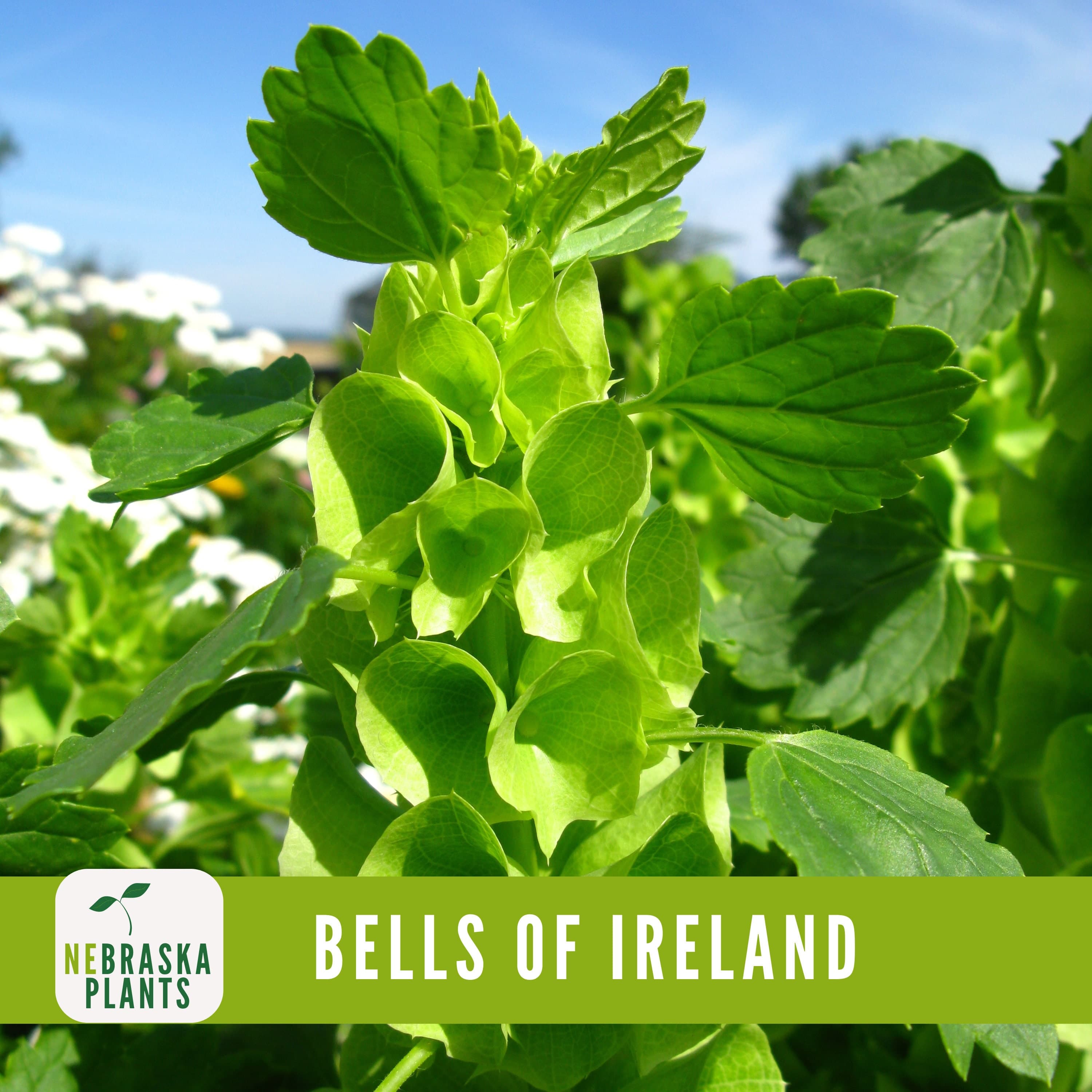 Bells of Ireland Seeds - Exquisite and Unique Blooms for Your Garden - image 4