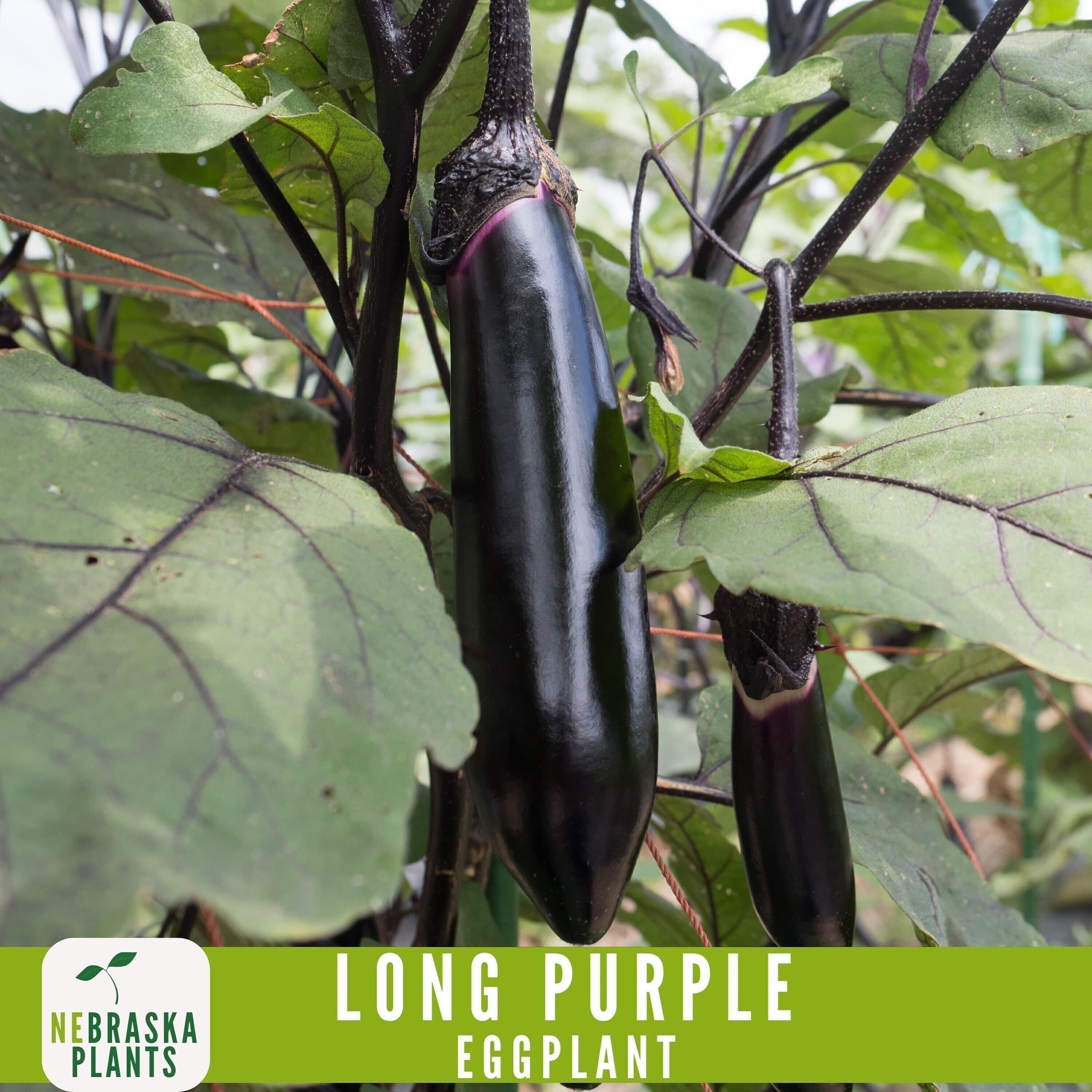 Long Purple Eggplant Seeds - Heirloom Eggplant for Your Garden! - image 3