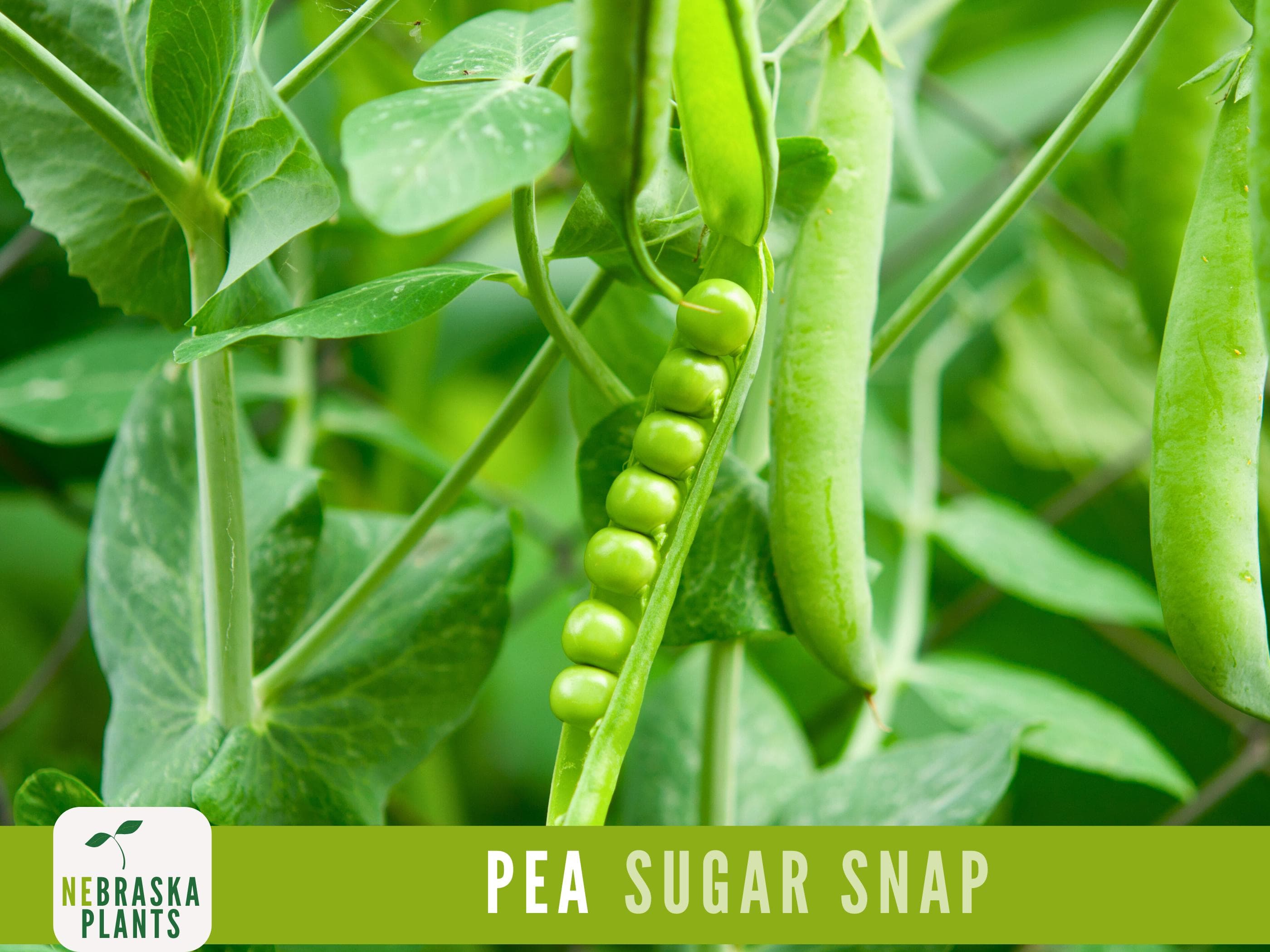 Sugar Snap Pea Seeds - 50+ Heirloom Pea Seeds - image 4