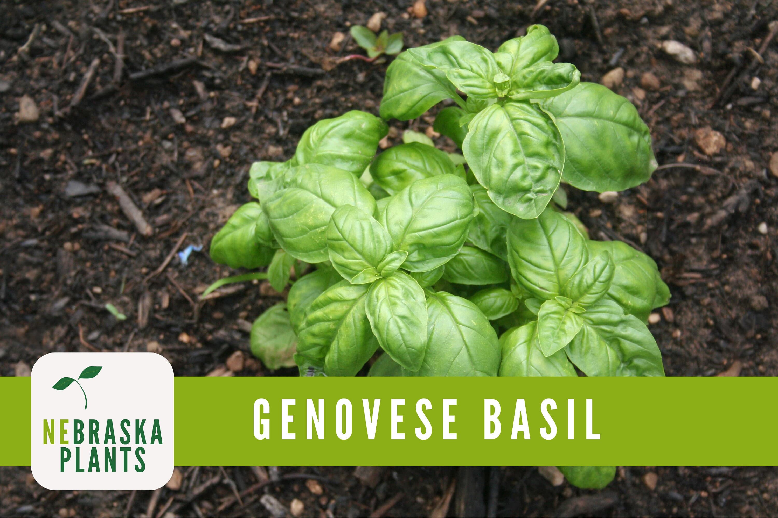 Genovese Basil Seeds - Heirloom Basil for your Culinary Garden! - image 4