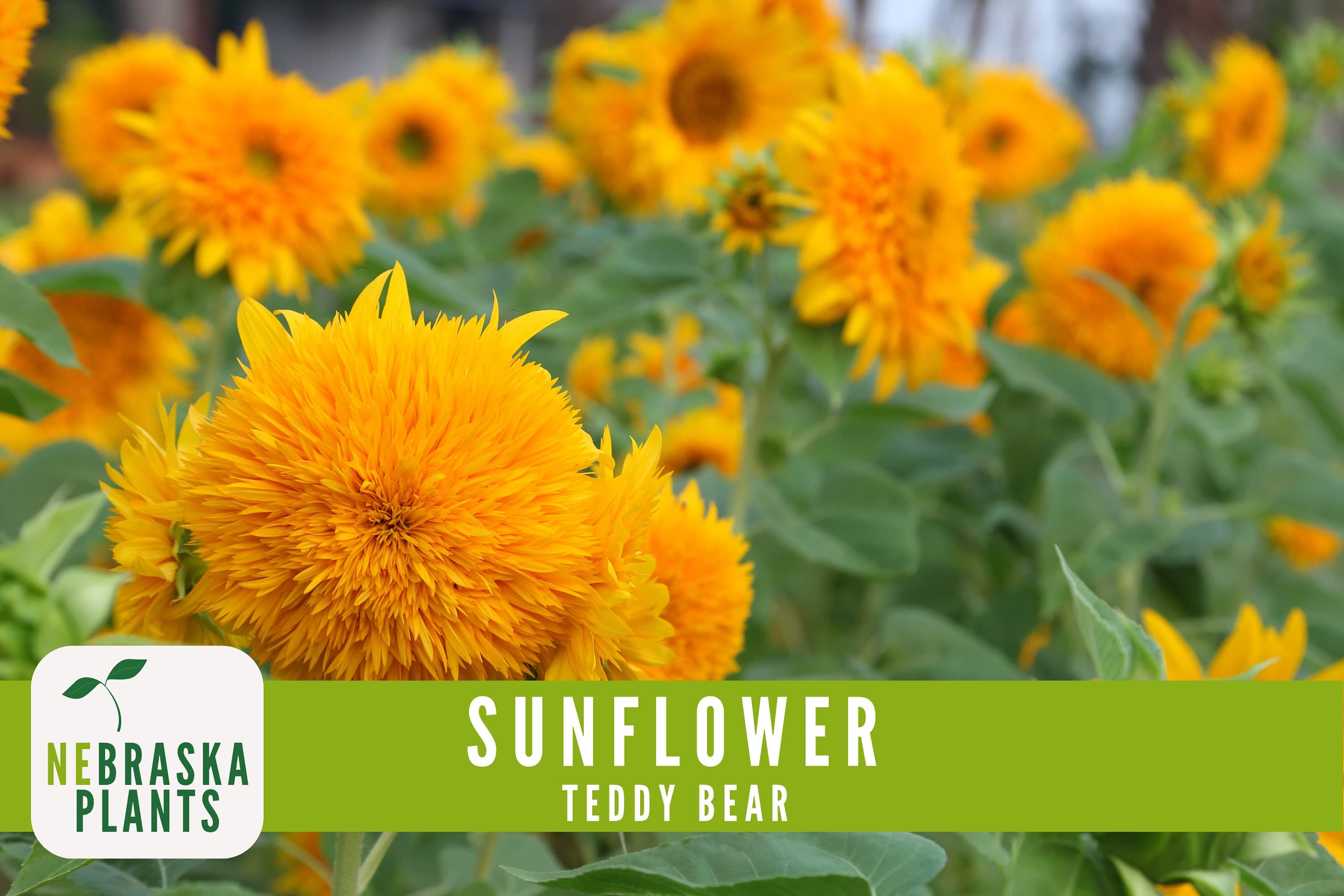 Compact sunflower plant covered in bright, fluffy blooms.