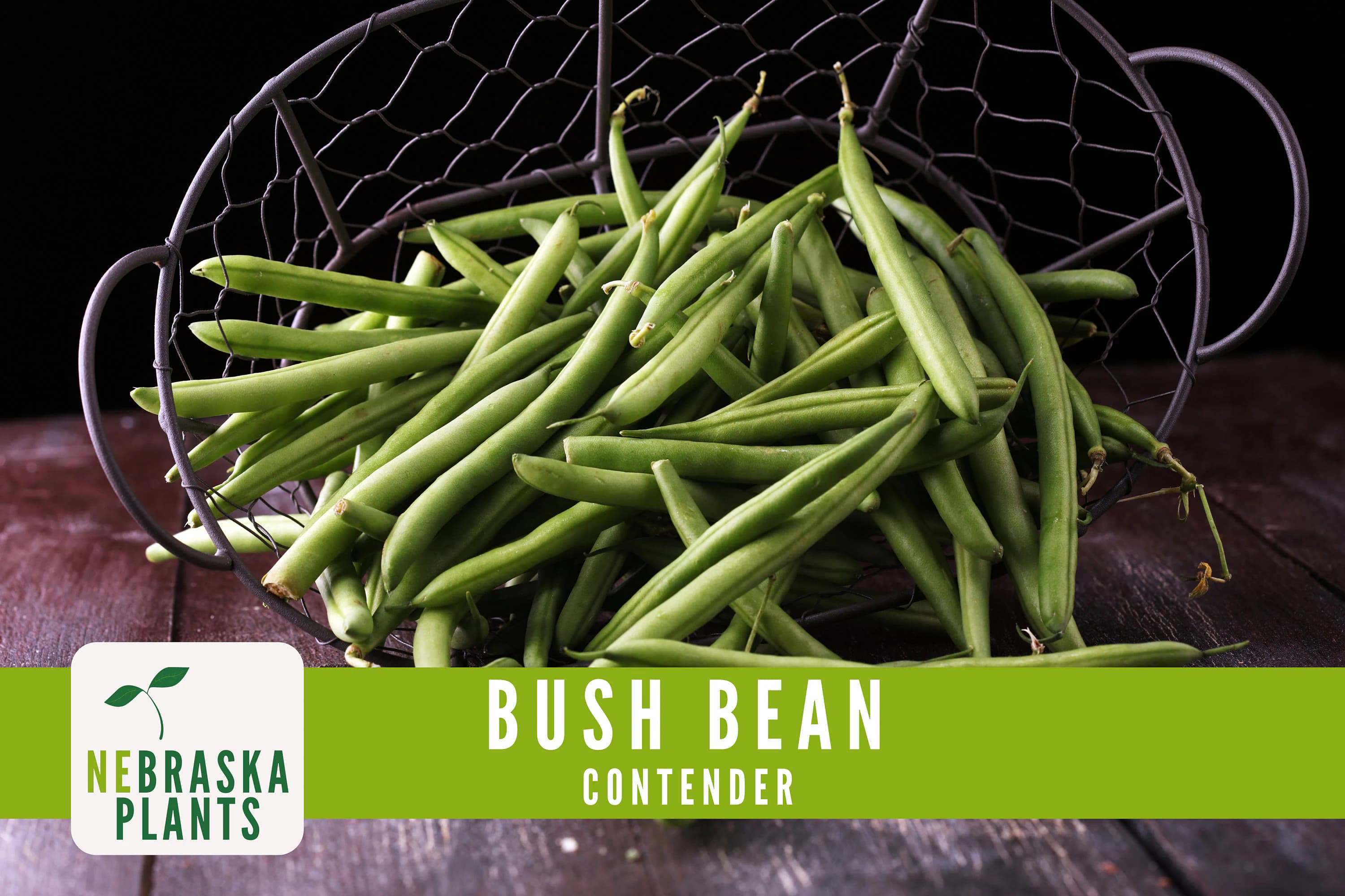 Contender Bush Bean Seeds - 50+ Heirloom Seeds to Grow Your Own Flavorful Beans! - image 5