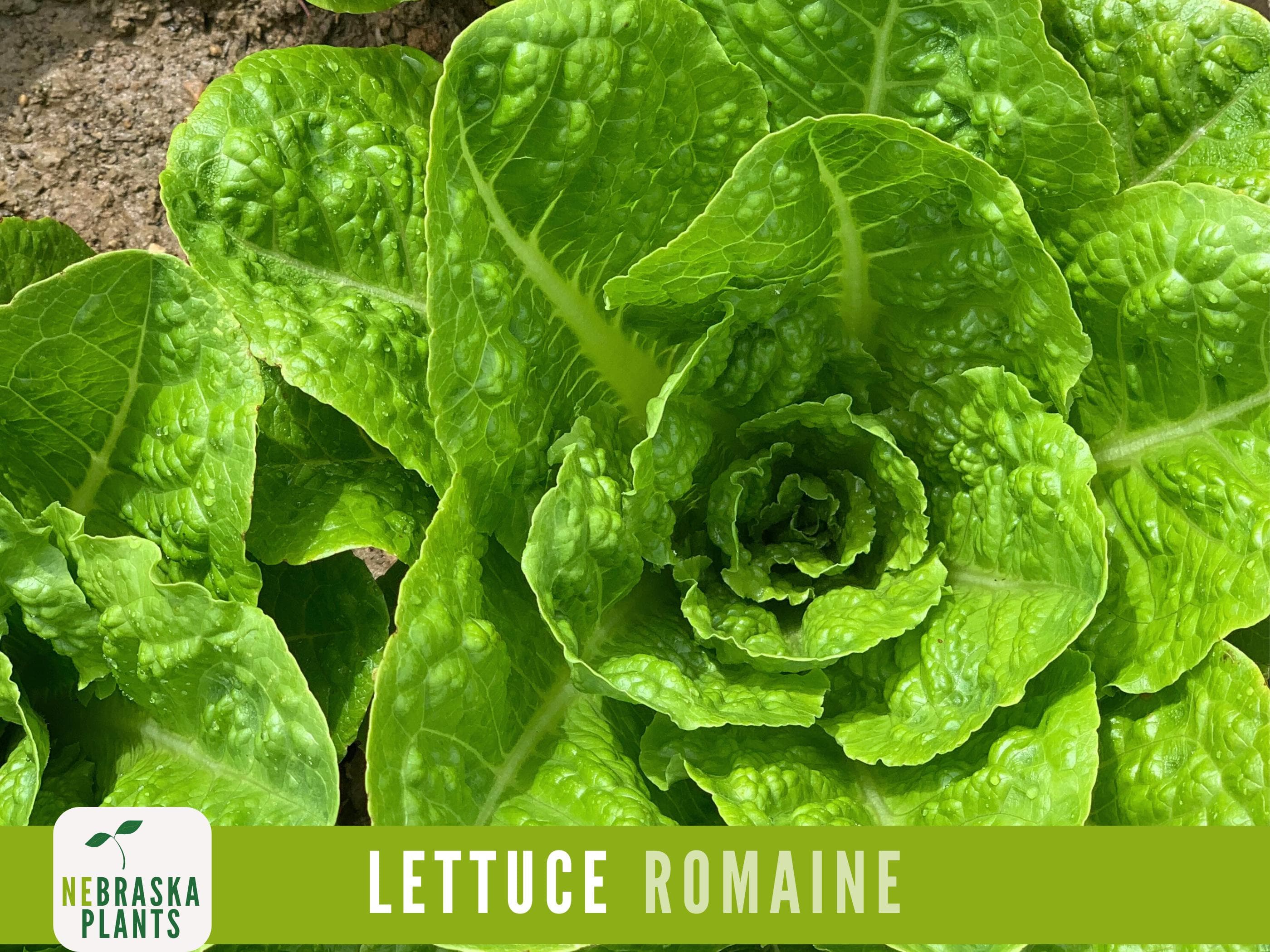 Romaine Lettuce Seeds - Heirloom Romaine Lettuce Garden Seeds - image 5