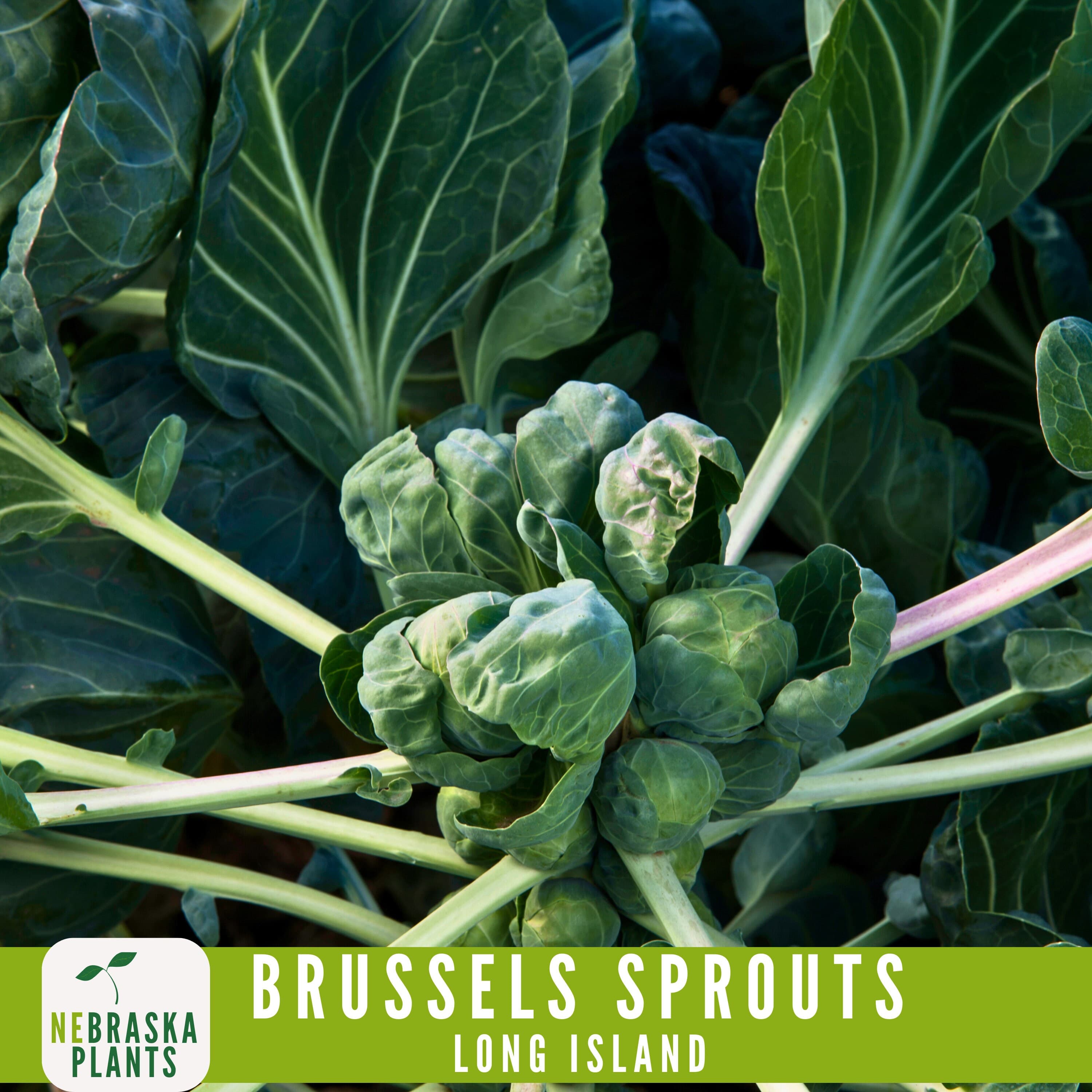 Long Island Brussels Sprouts Seeds - 100+ Heirloom, Non-GMO, Premium Seeds for a Bountiful Harvest! - image 3