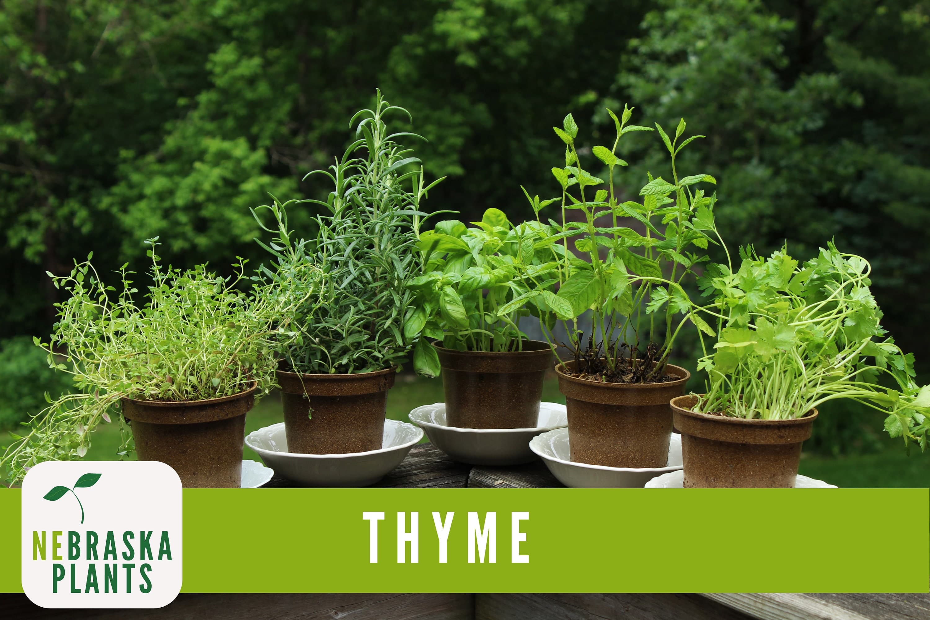 Common Thyme Seeds - Heirloom Thyme Herb Seeds - image 3