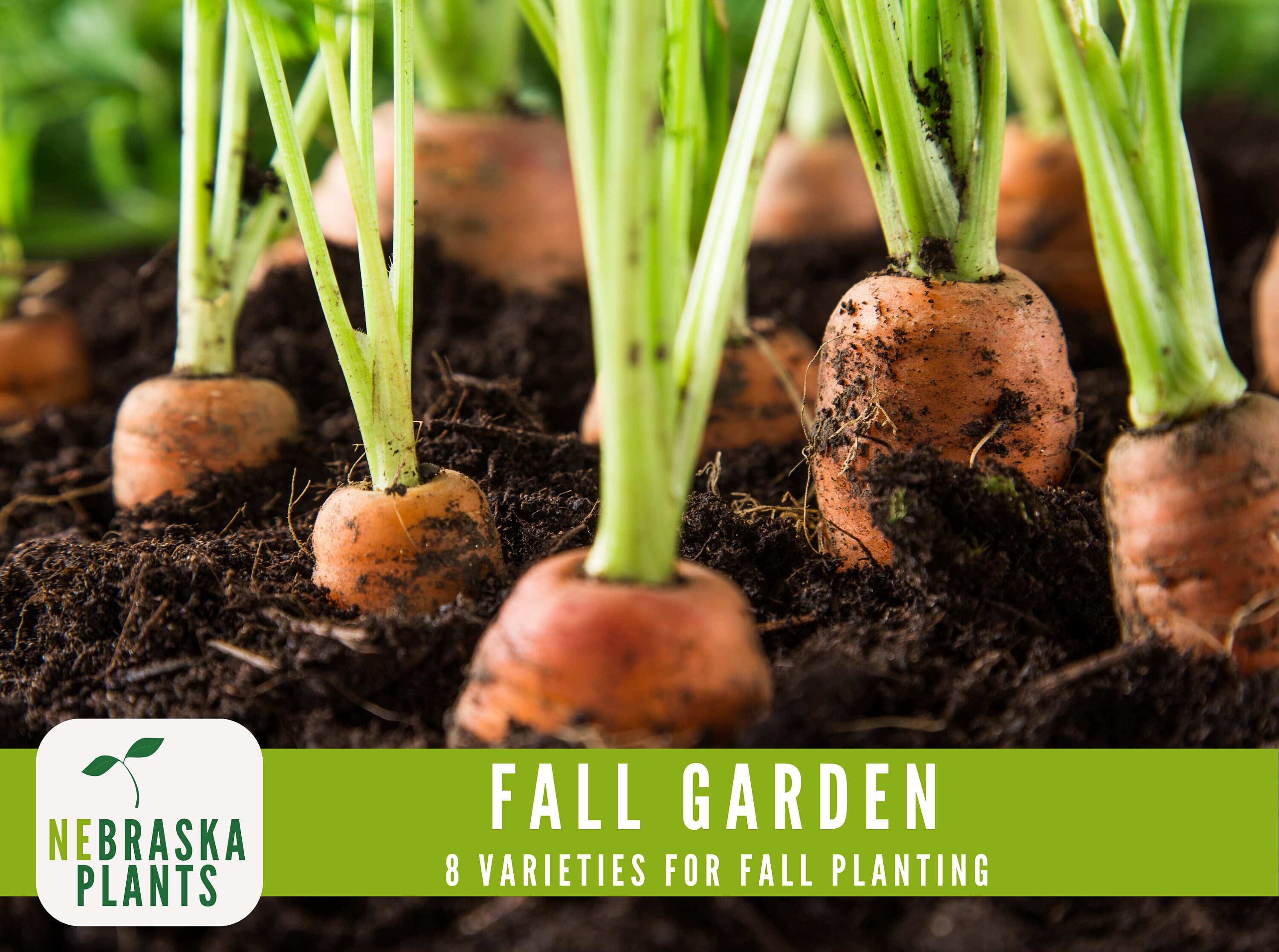 Cool weather seed collection featuring cold-tolerant vegetables for sustainable gardening - carrot seeds