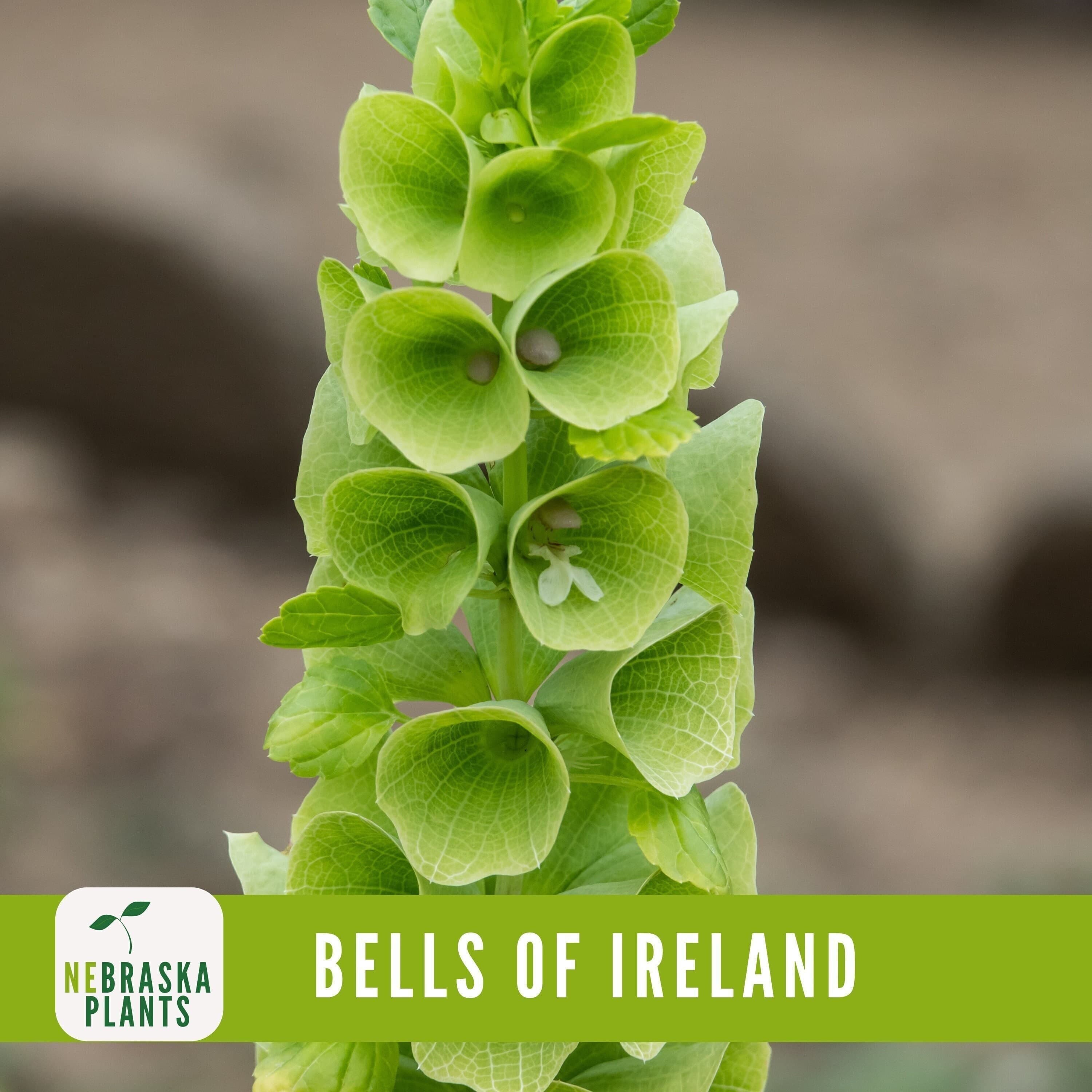 Bells of Ireland Seeds - Exquisite and Unique Blooms for Your Garden