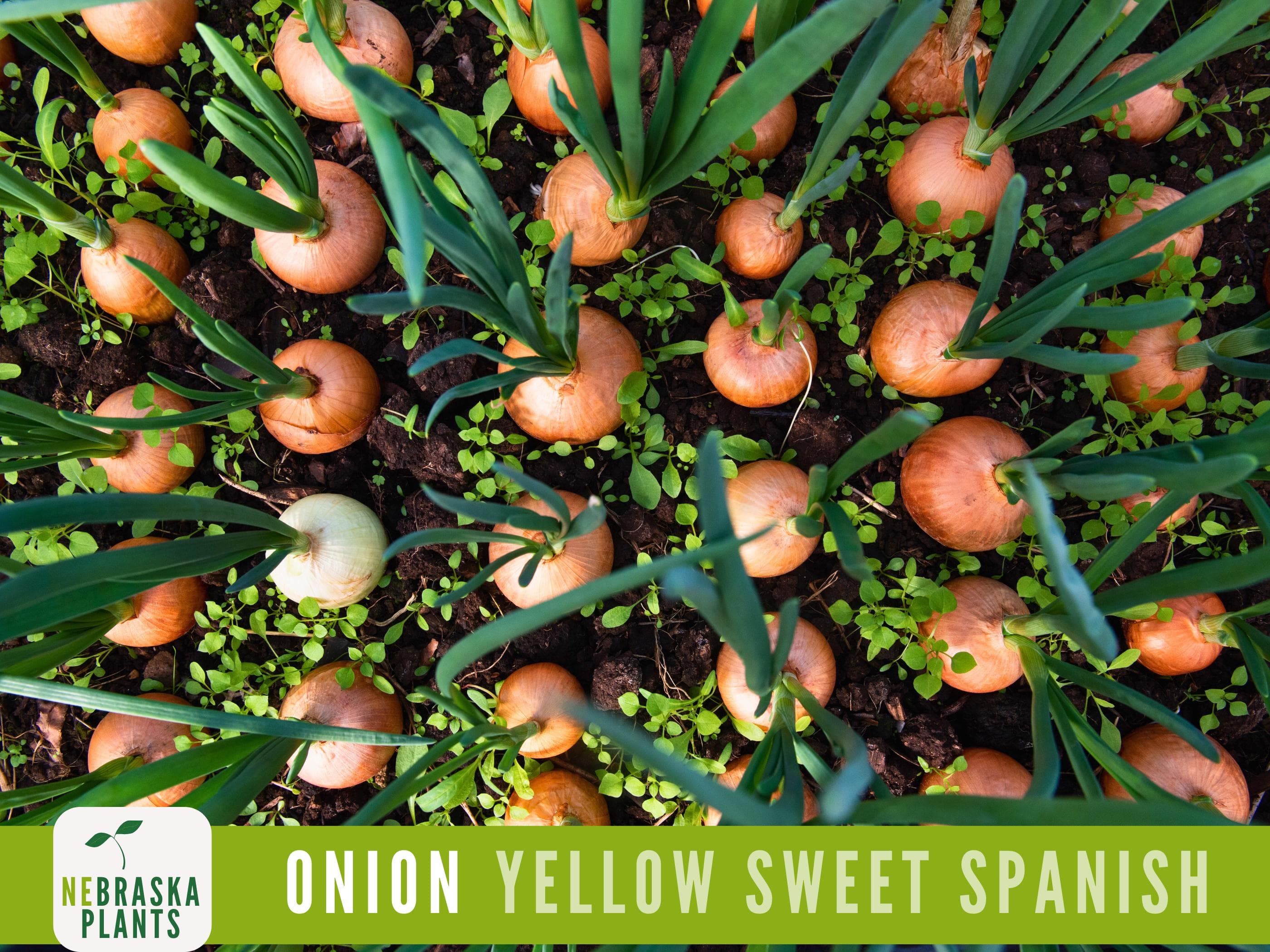 Onion Seeds - Yellow Sweet Spanish Heirloom Onion Seeds