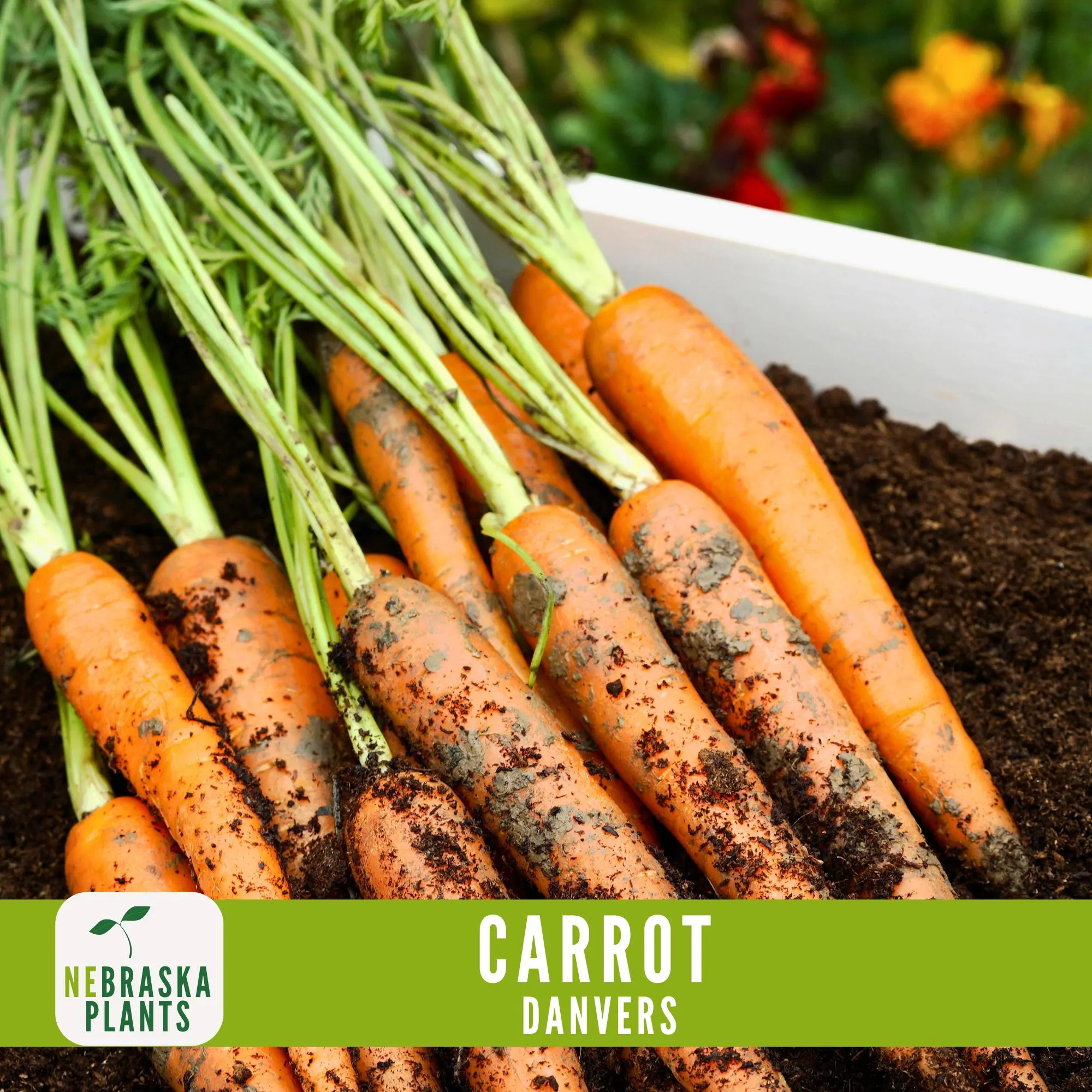 Carrot Seeds- Danvers Heirloom Carrot Seeds