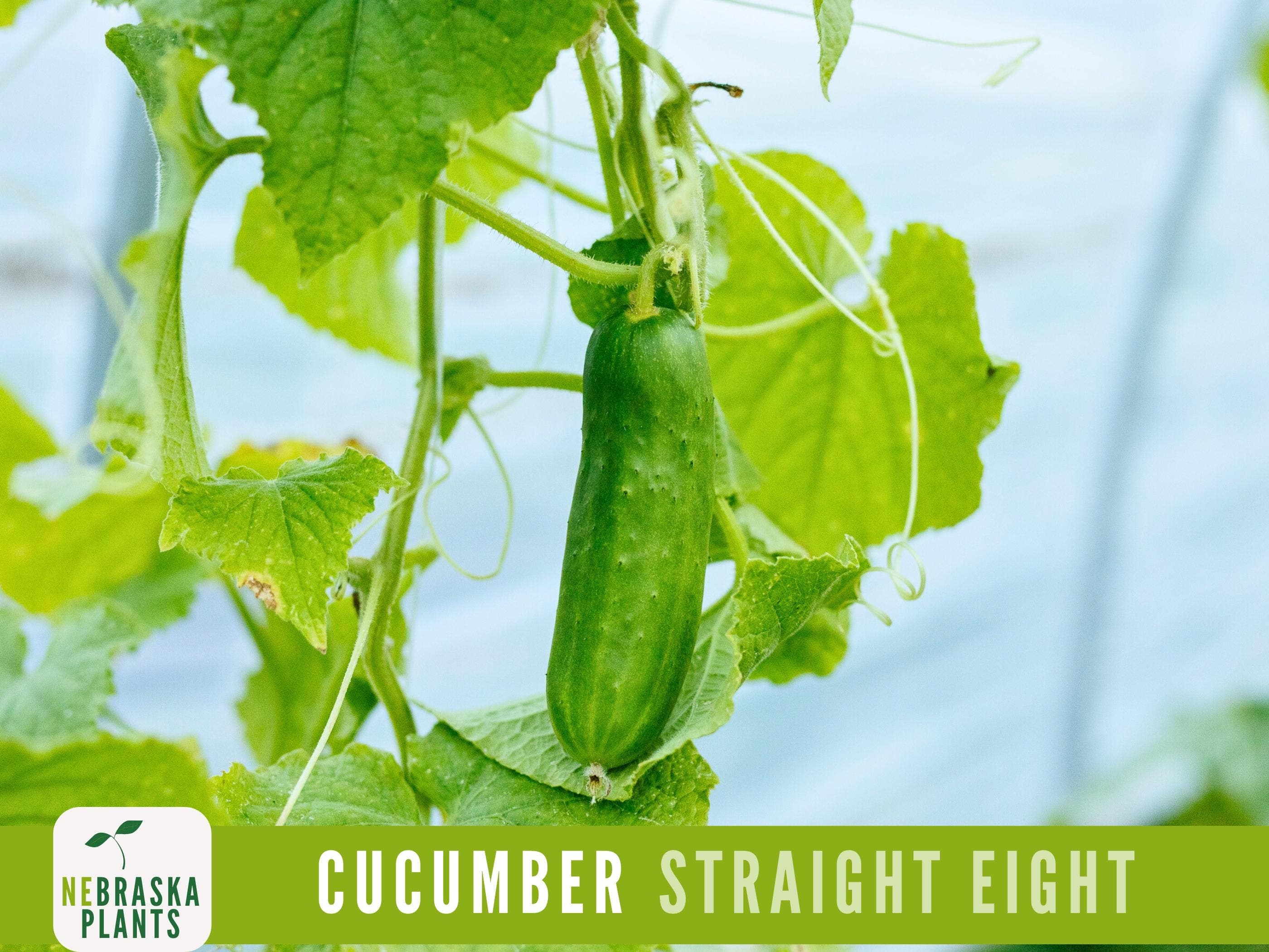 Straight Eight Cucumber Seeds - Crisp and Flavorful Heirloom Cucumbers for you Home Garden! - image 3